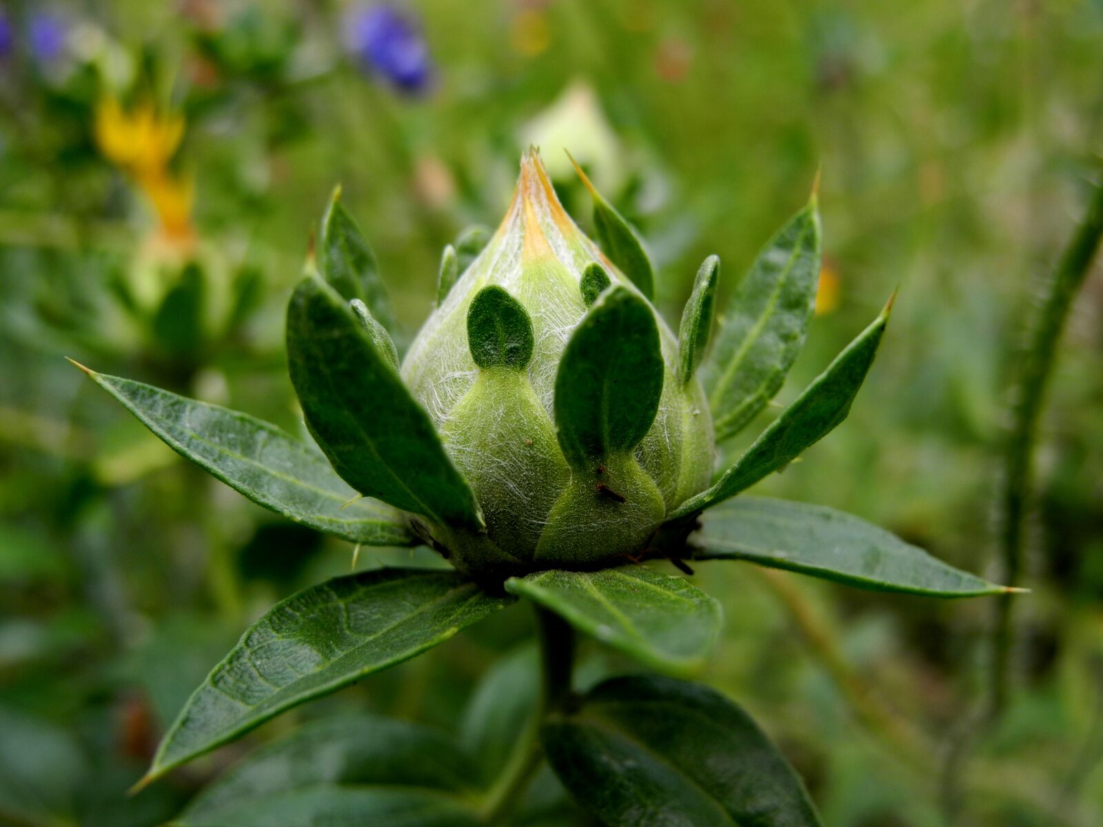 Nikon Coolpix P7000 sample photo. Flower, bud, green photography