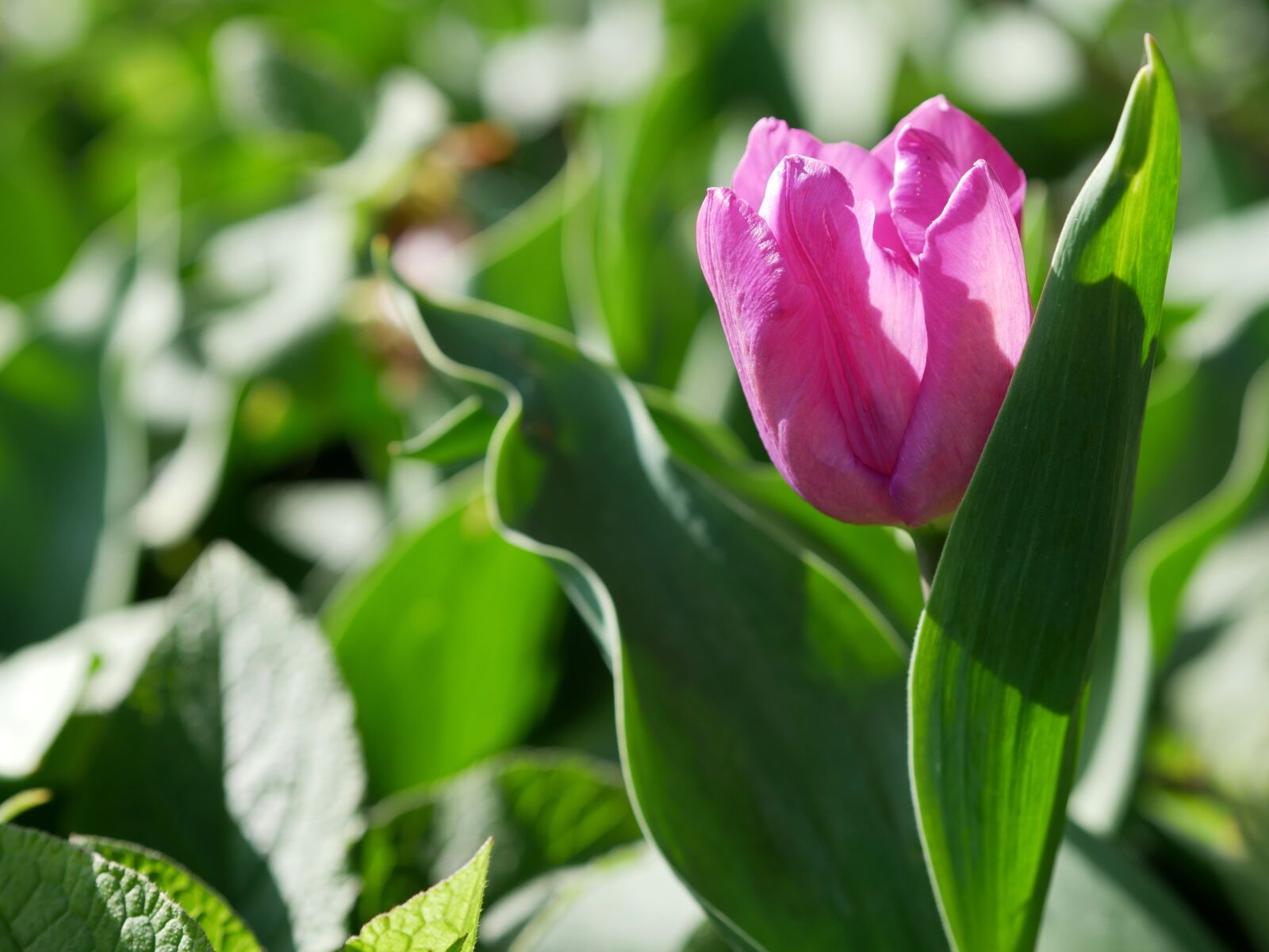 Panasonic Lumix DMC-GX85 (Lumix DMC-GX80 / Lumix DMC-GX7 Mark II) sample photo. Tulip, purple, spring photography