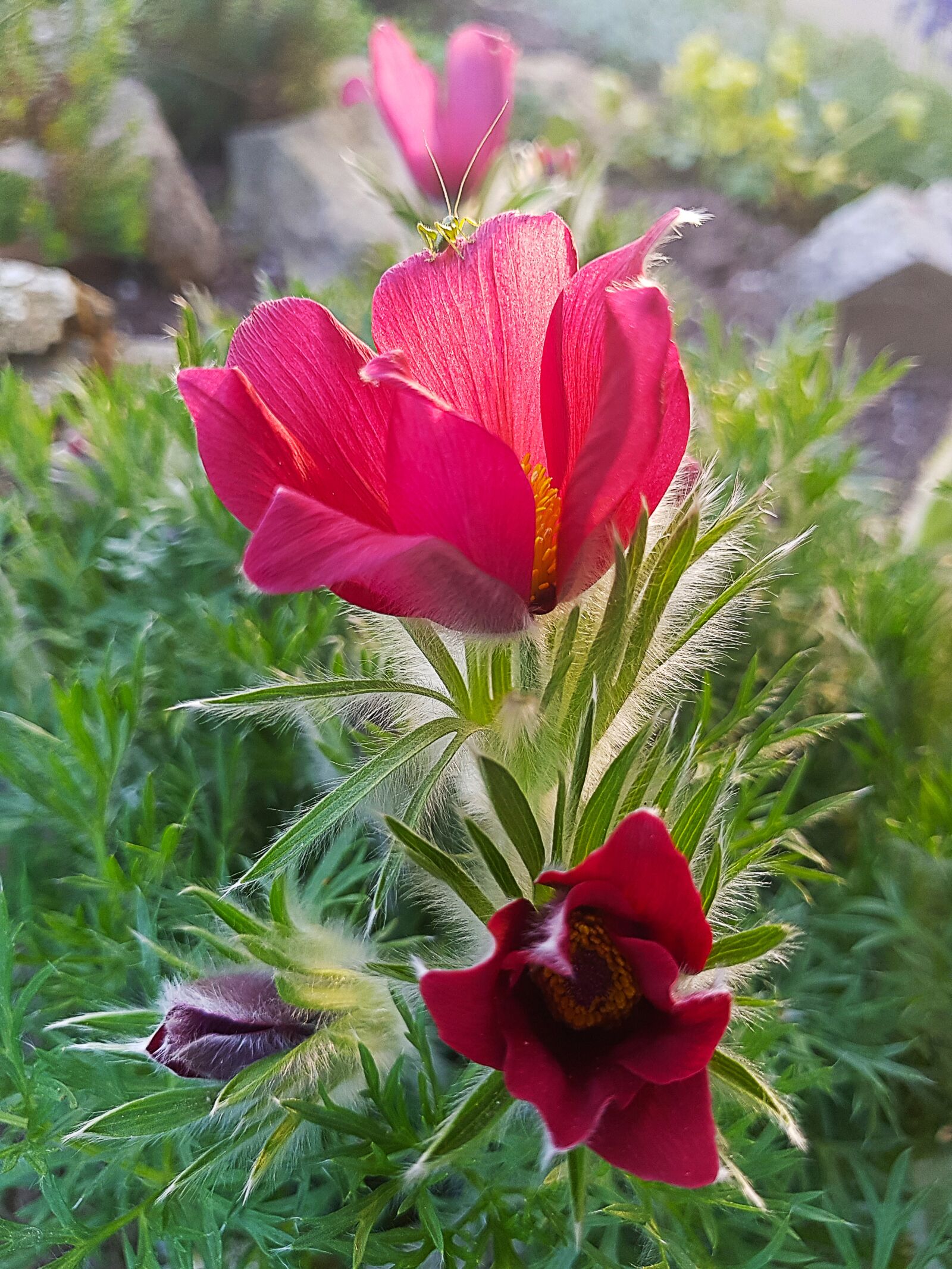 Samsung Galaxy S8 sample photo. Skalka, the, the summer photography