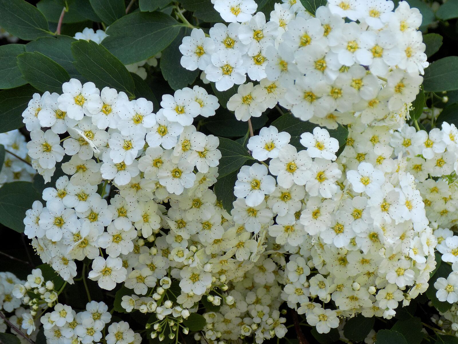 Nikon COOLPIX L330 sample photo. Flower, plant, nature photography
