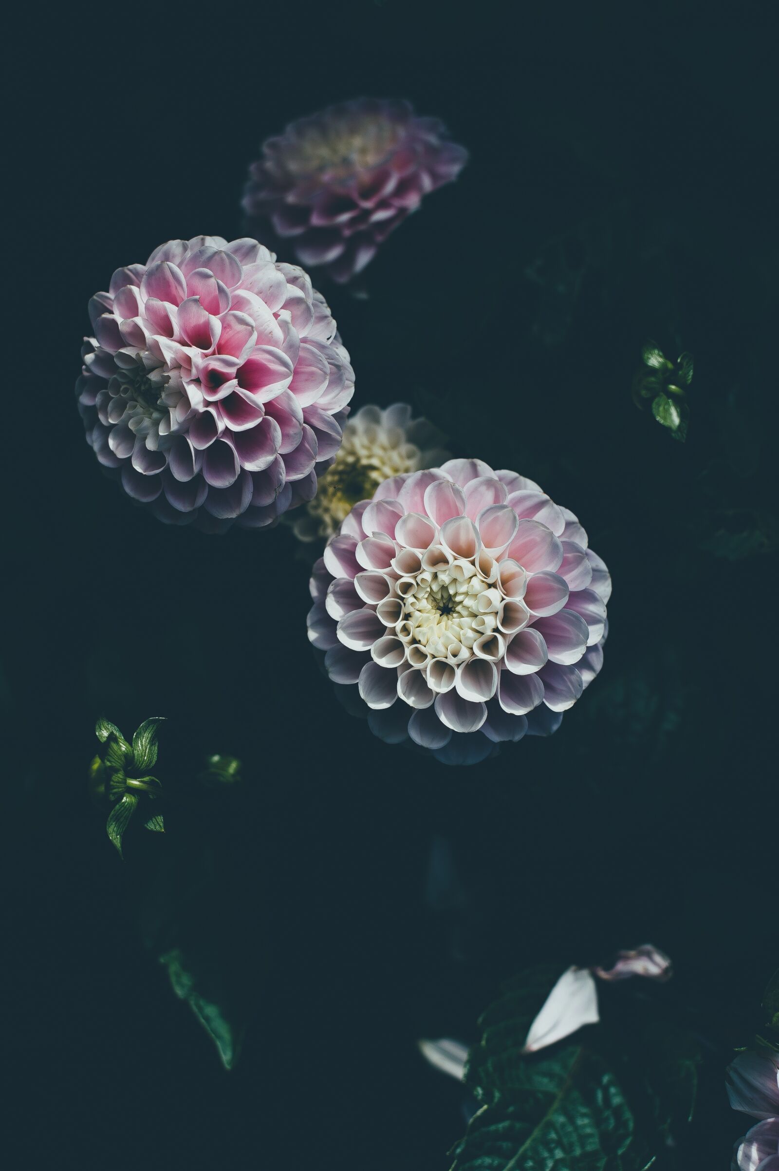 Nikon D4S sample photo. Bloom, blossom, flora photography