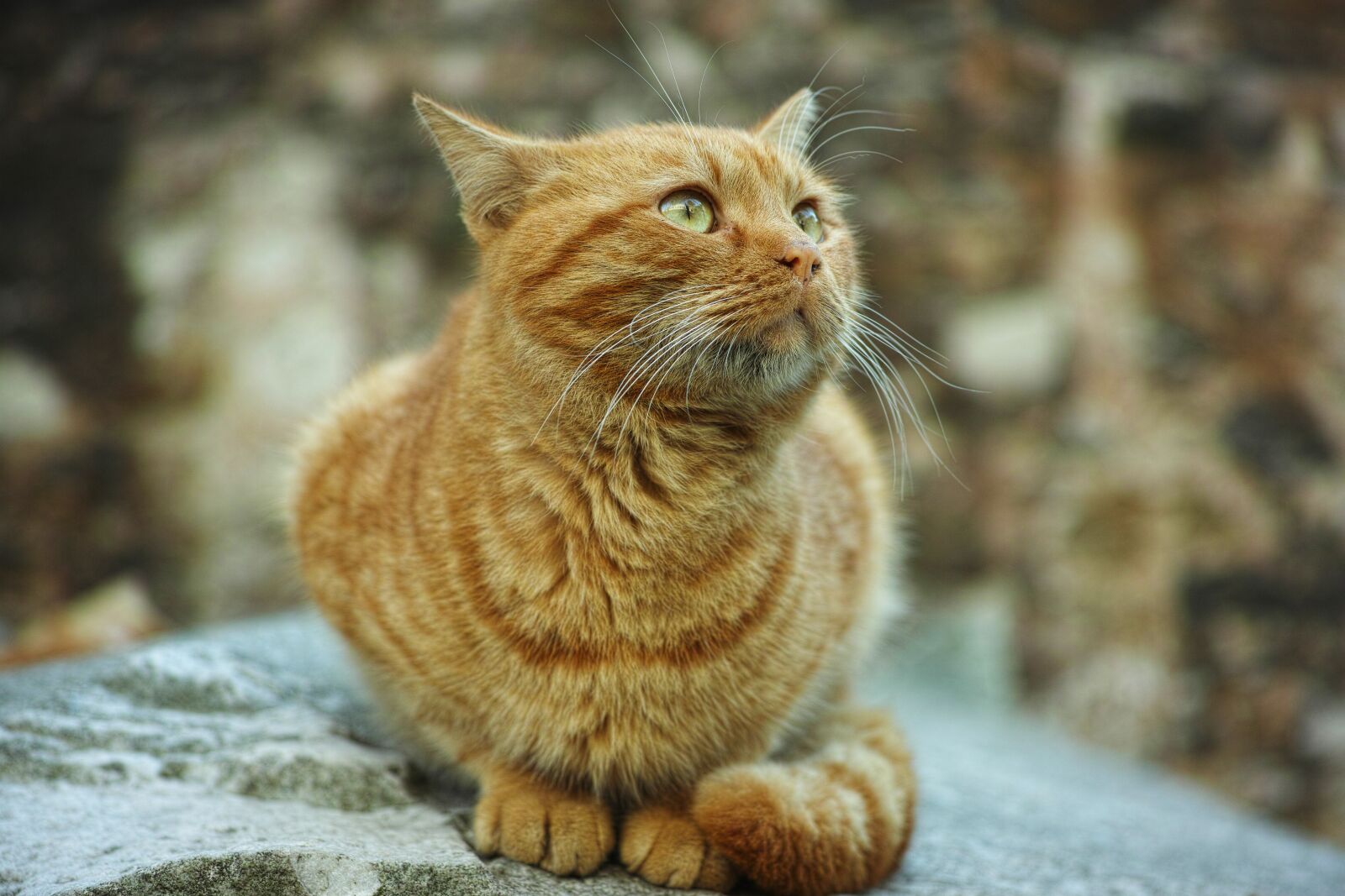 Sigma DP3 Merrill sample photo. Cat, animal, yellow photography