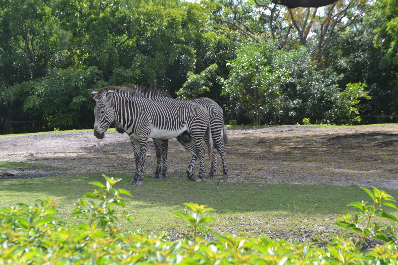 Nikon D3100 sample photo. Zebra, nature, mammals photography