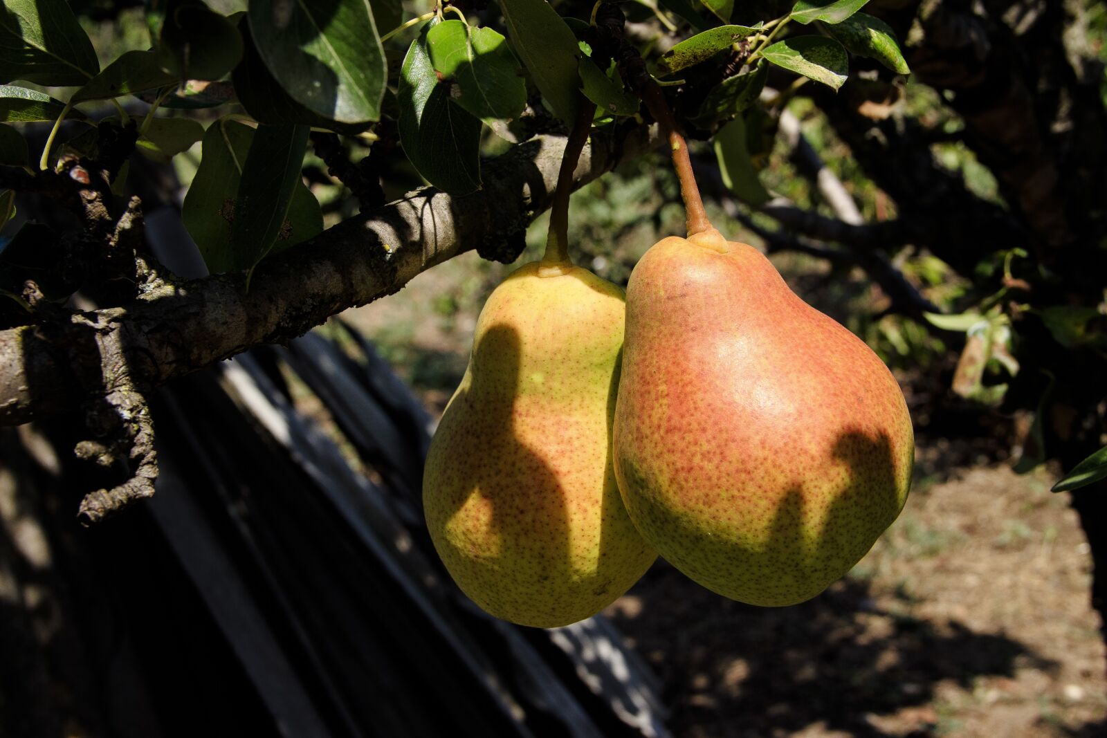 Canon EOS 650D (EOS Rebel T4i / EOS Kiss X6i) sample photo. Pears, fruit, healthy photography