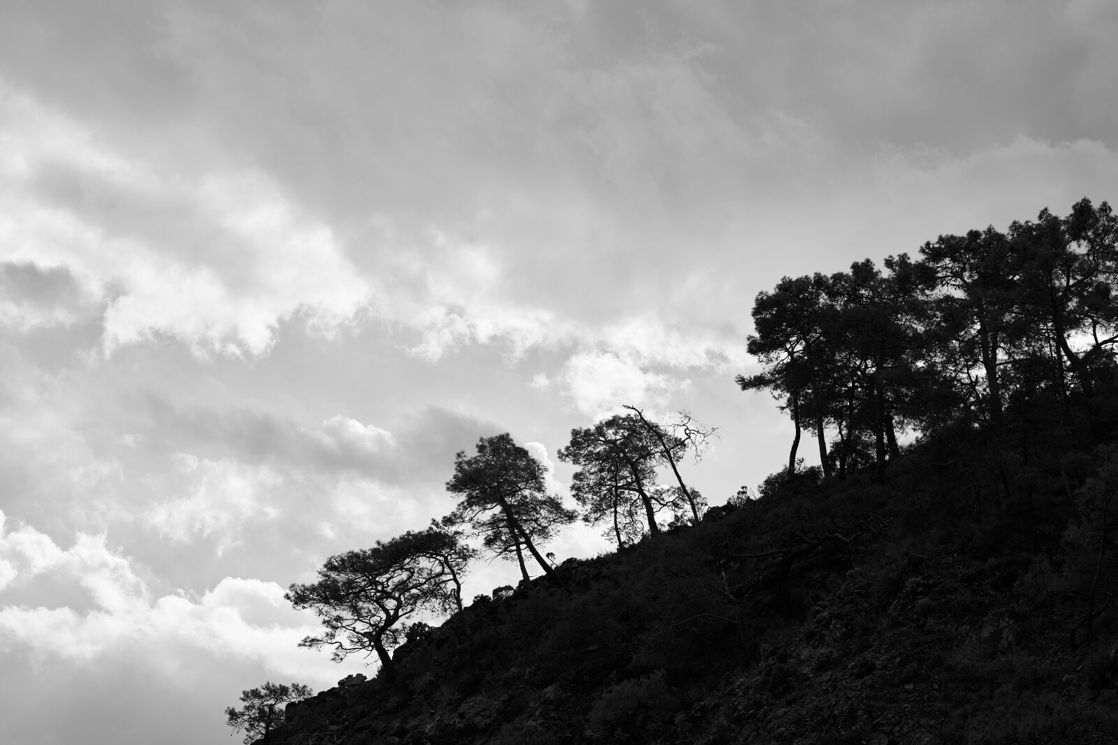 Sigma 85mm F1.4 DG HSM Art sample photo. Tree, trees, mountain photography