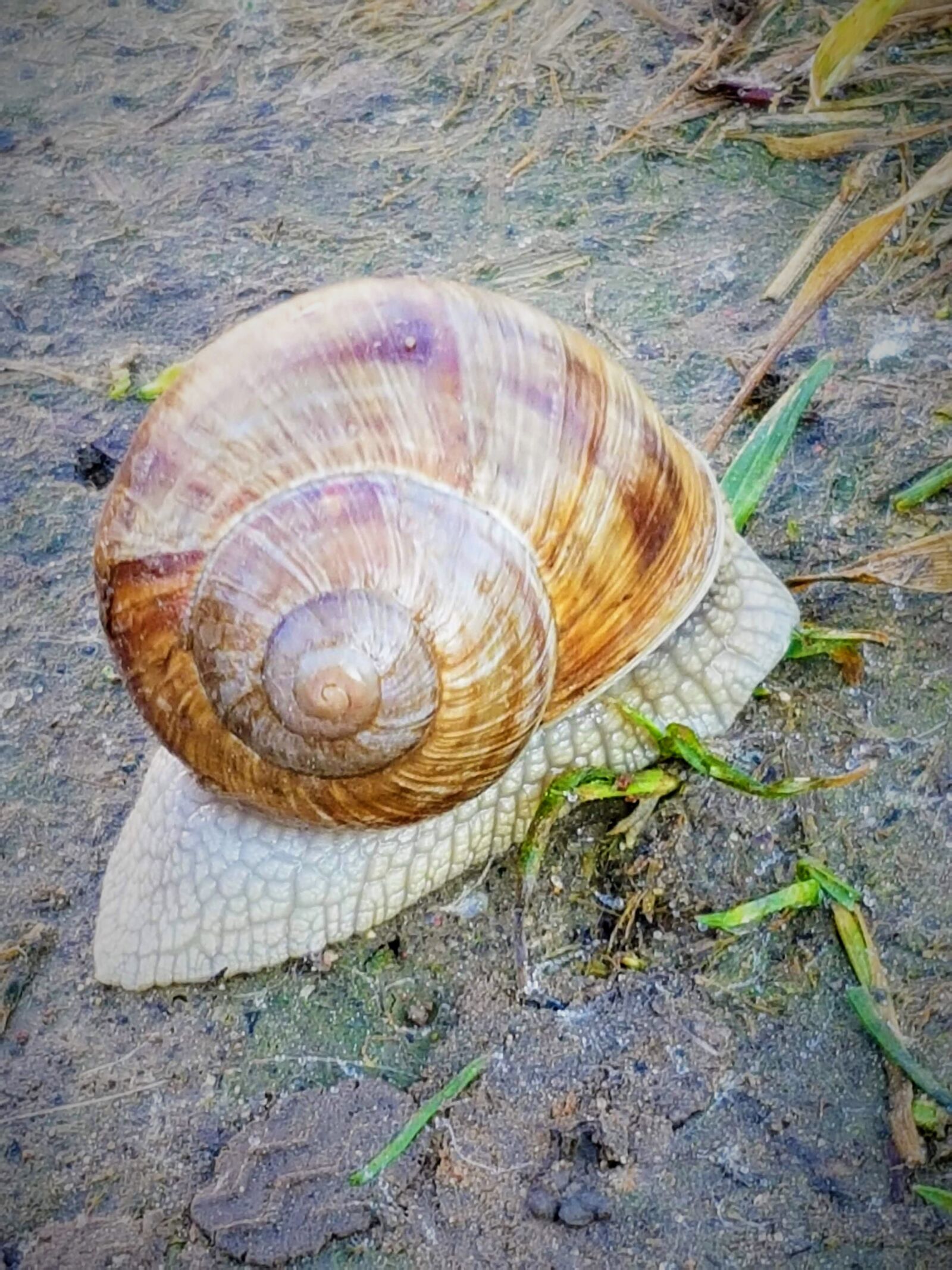 Samsung Galaxy S7 sample photo. Nature, snail, mollusk photography