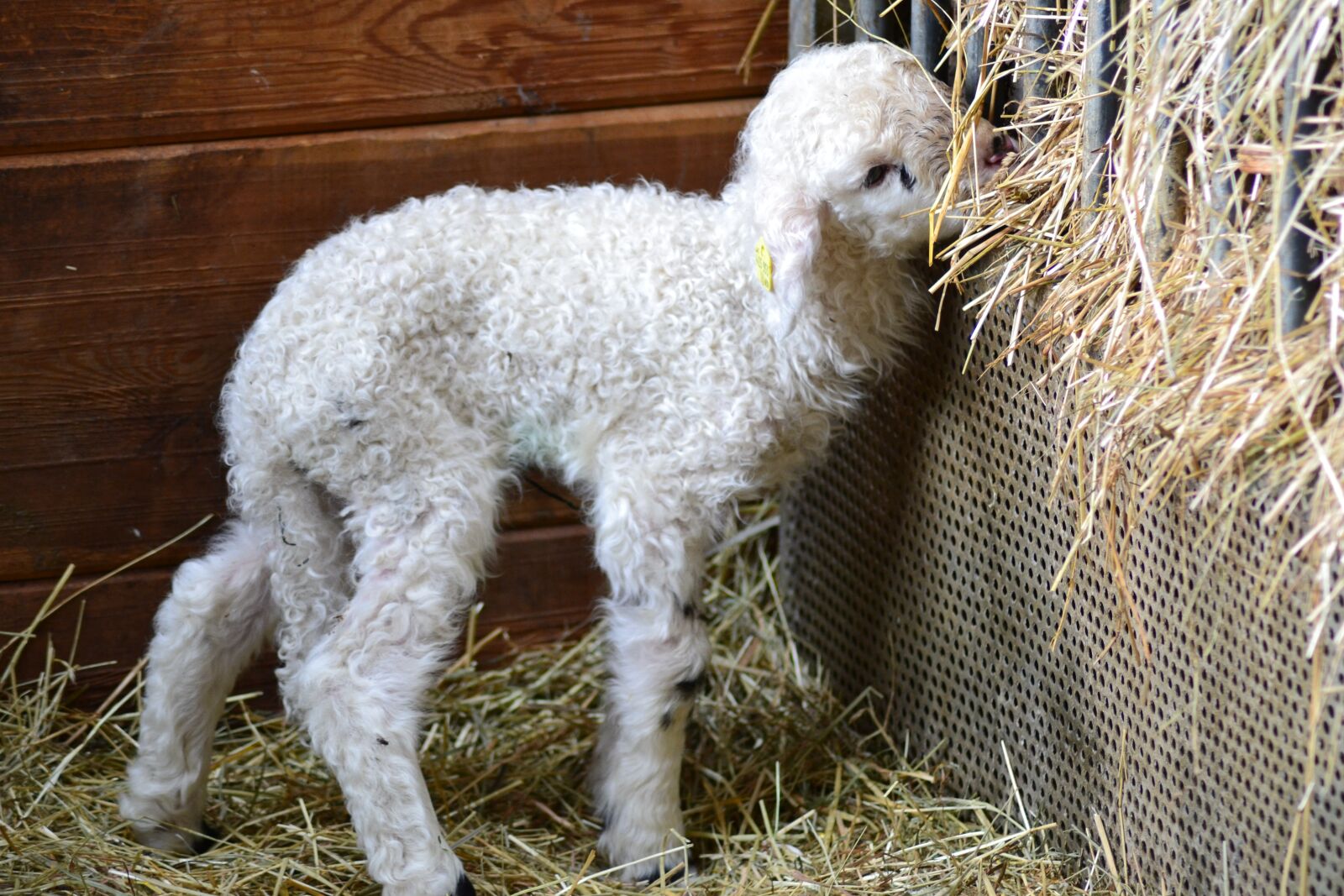 Nikon D3100 sample photo. Lamb, sheep, animal child photography
