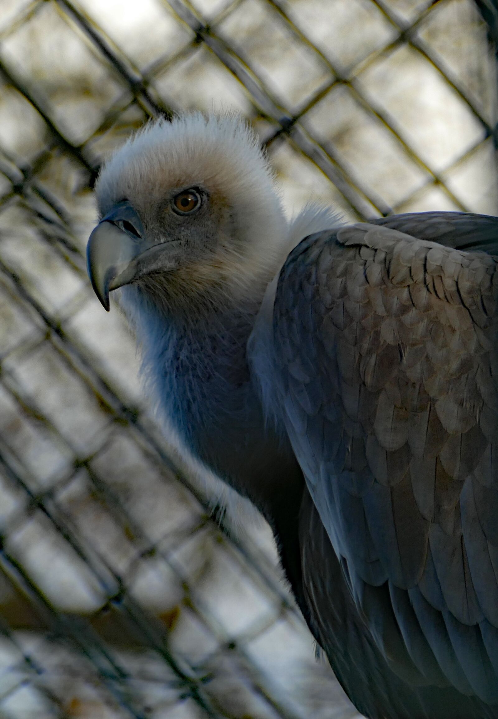 Panasonic Lumix DMC-FZ1000 sample photo. Bird of prey, vulture photography