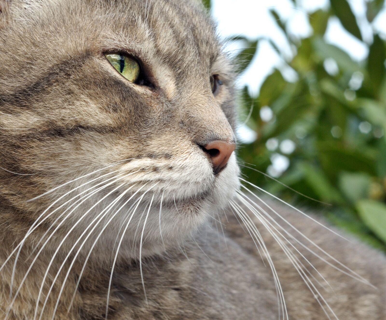 Nikon D300 sample photo. Cat, close up, tabby photography