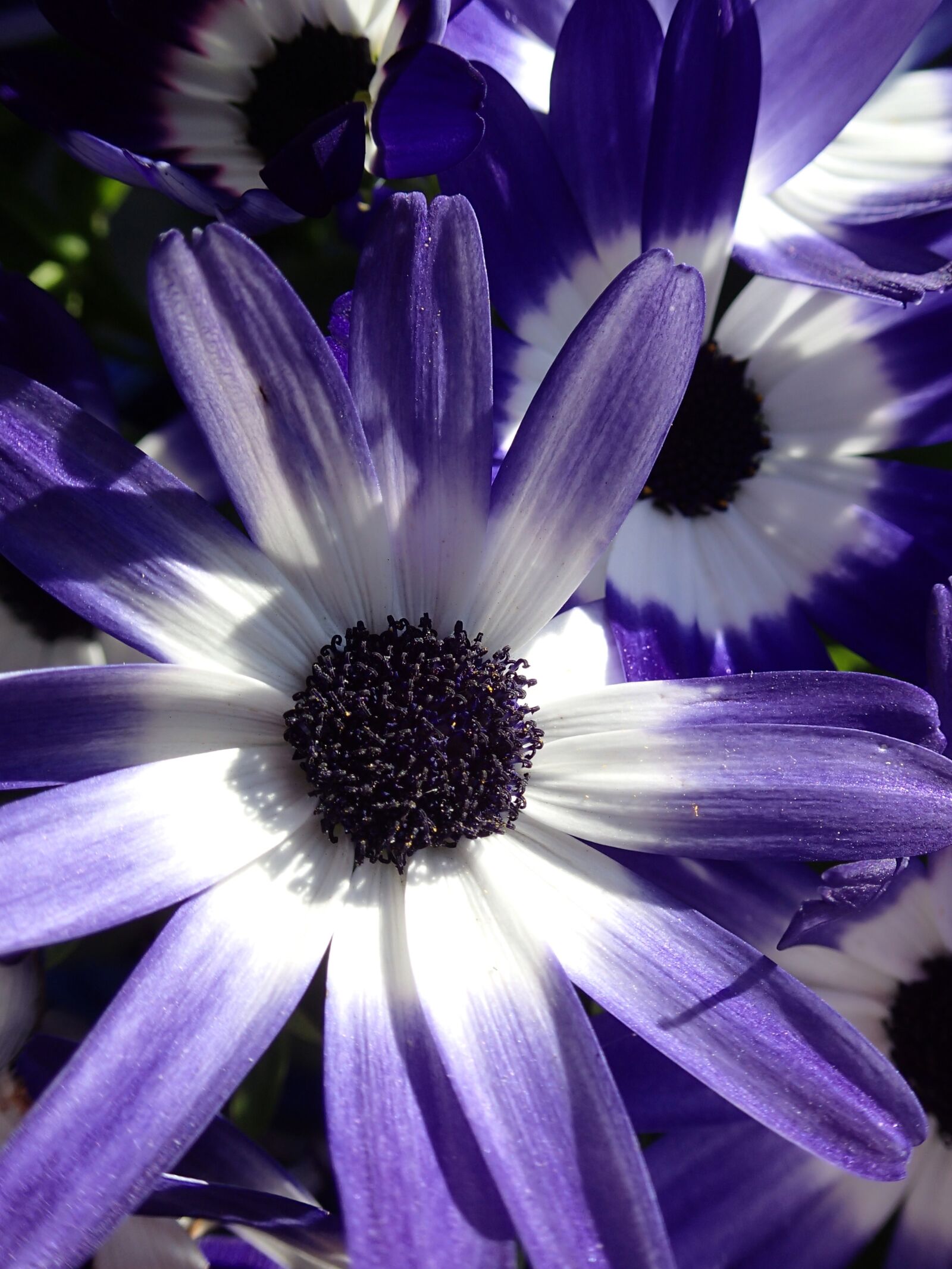 Olympus TG-2 sample photo. Purple, flower, england photography