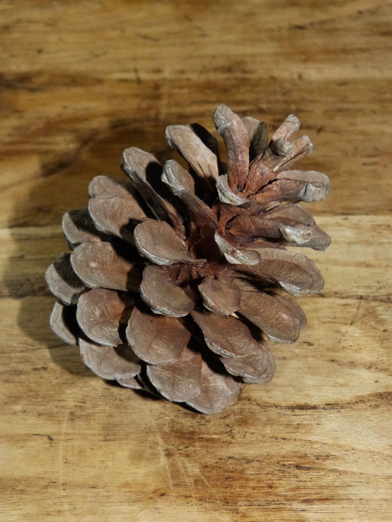 Panasonic DMC-FZ62 sample photo. Pineapple, pine, wood photography