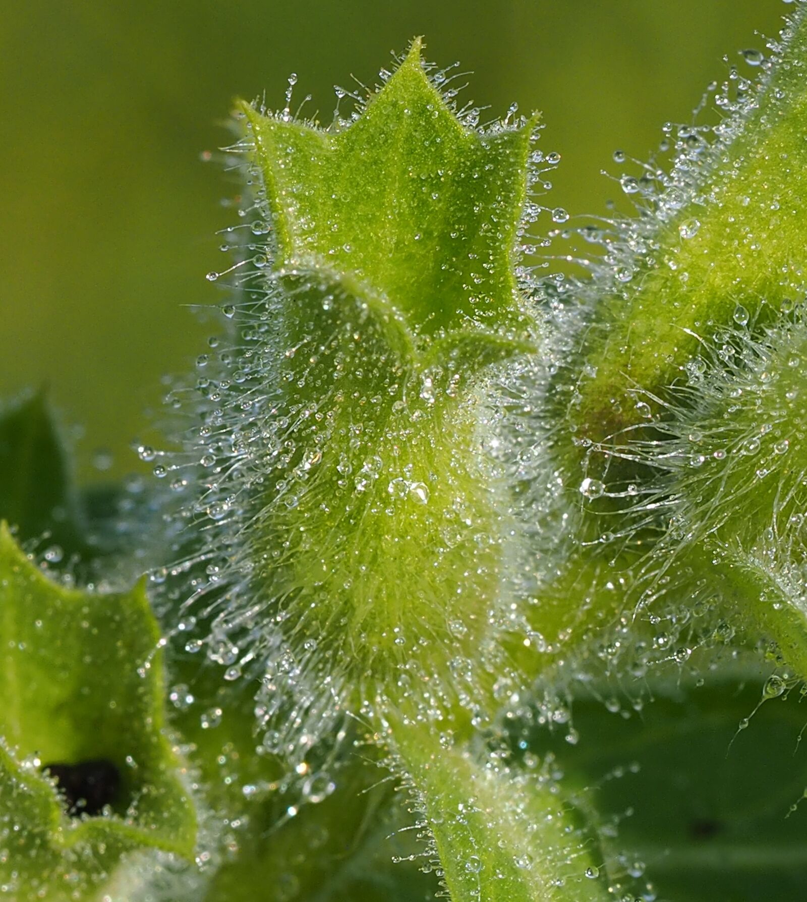 Olympus M.Zuiko Digital ED 60mm F2.8 Macro sample photo. Plant, weed, dewy photography
