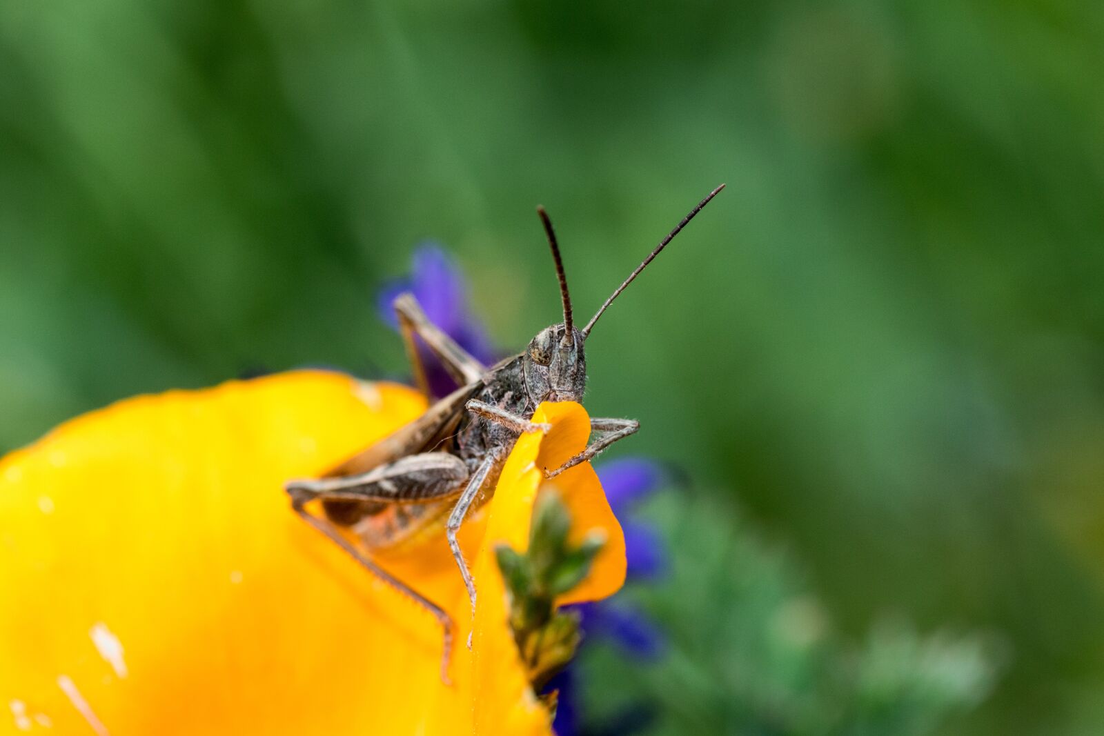 Canon EOS 7D Mark II sample photo. Brown grasshopper, grasshopper, caelifera photography