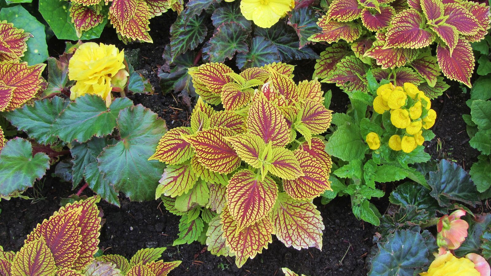 Canon PowerShot SX220 HS sample photo. Sheet, plant, garden photography