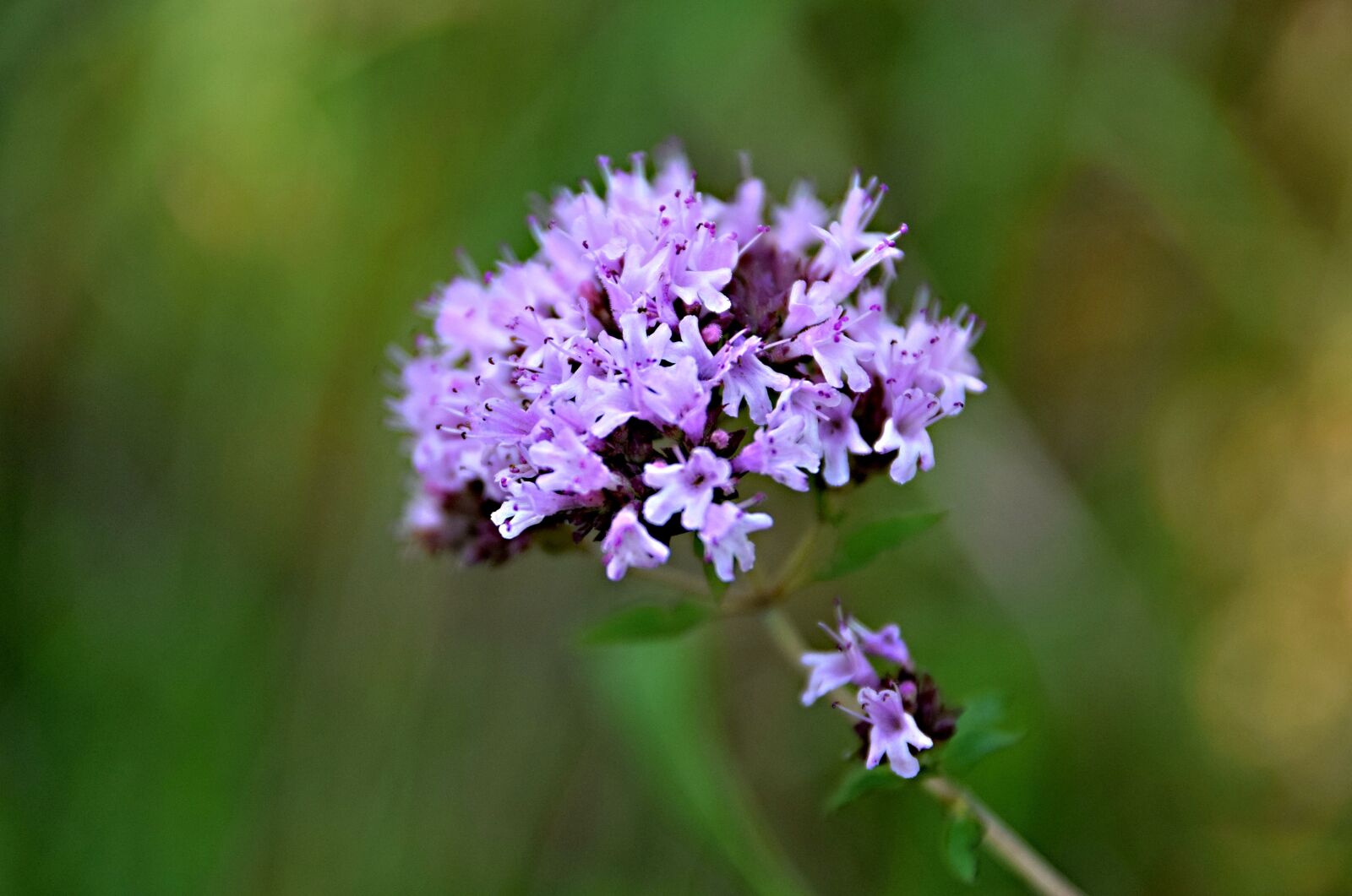 Nikon D5300 sample photo. Meadow flowers, flower, meadow photography