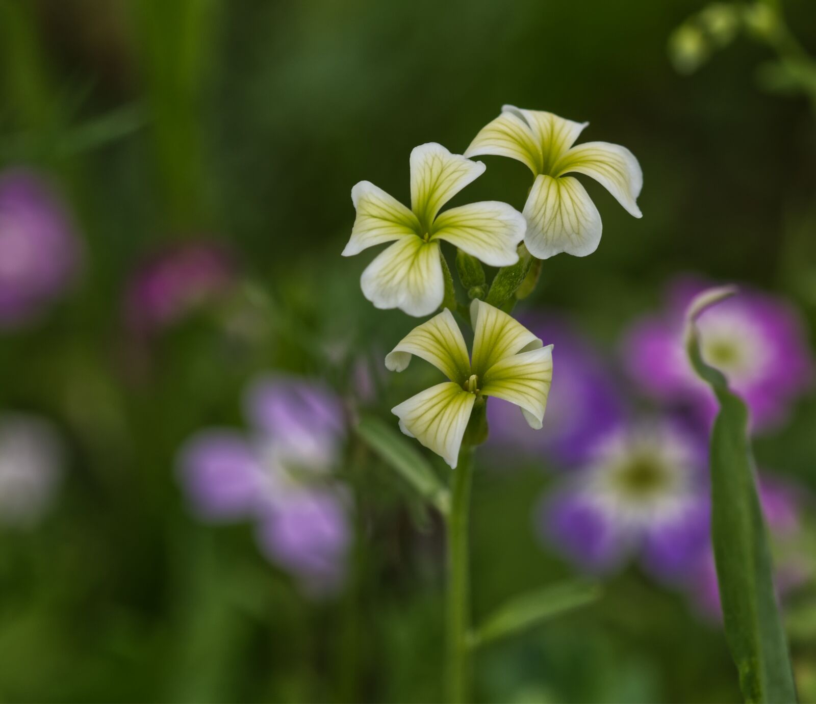 Nikon D5500 sample photo. Blossom, bloom, flower photography