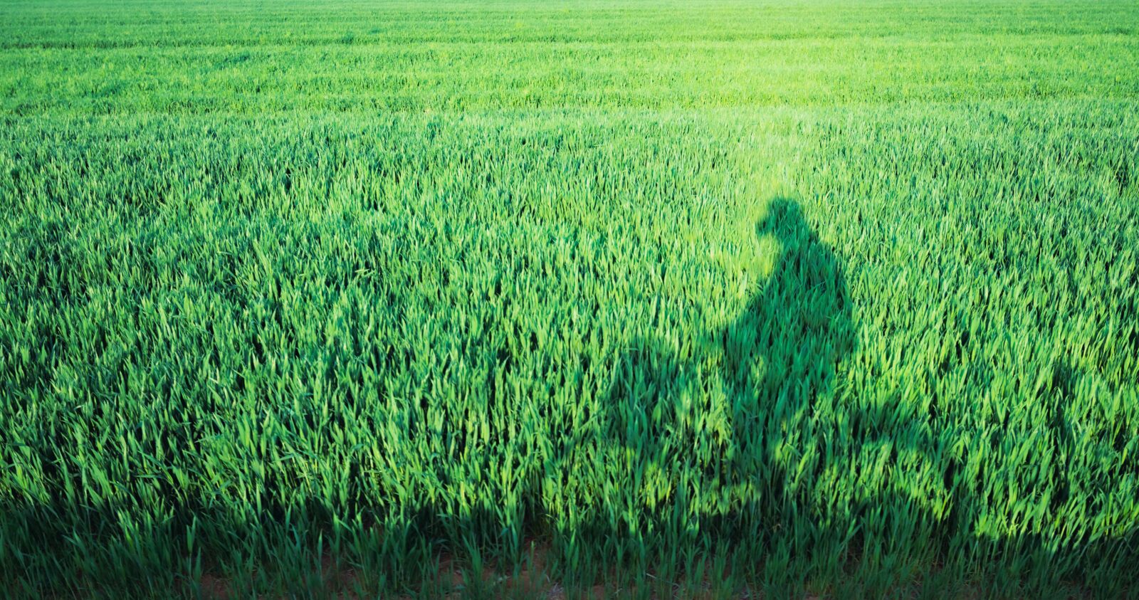 Nikon D7200 sample photo. In wheat field, riding photography