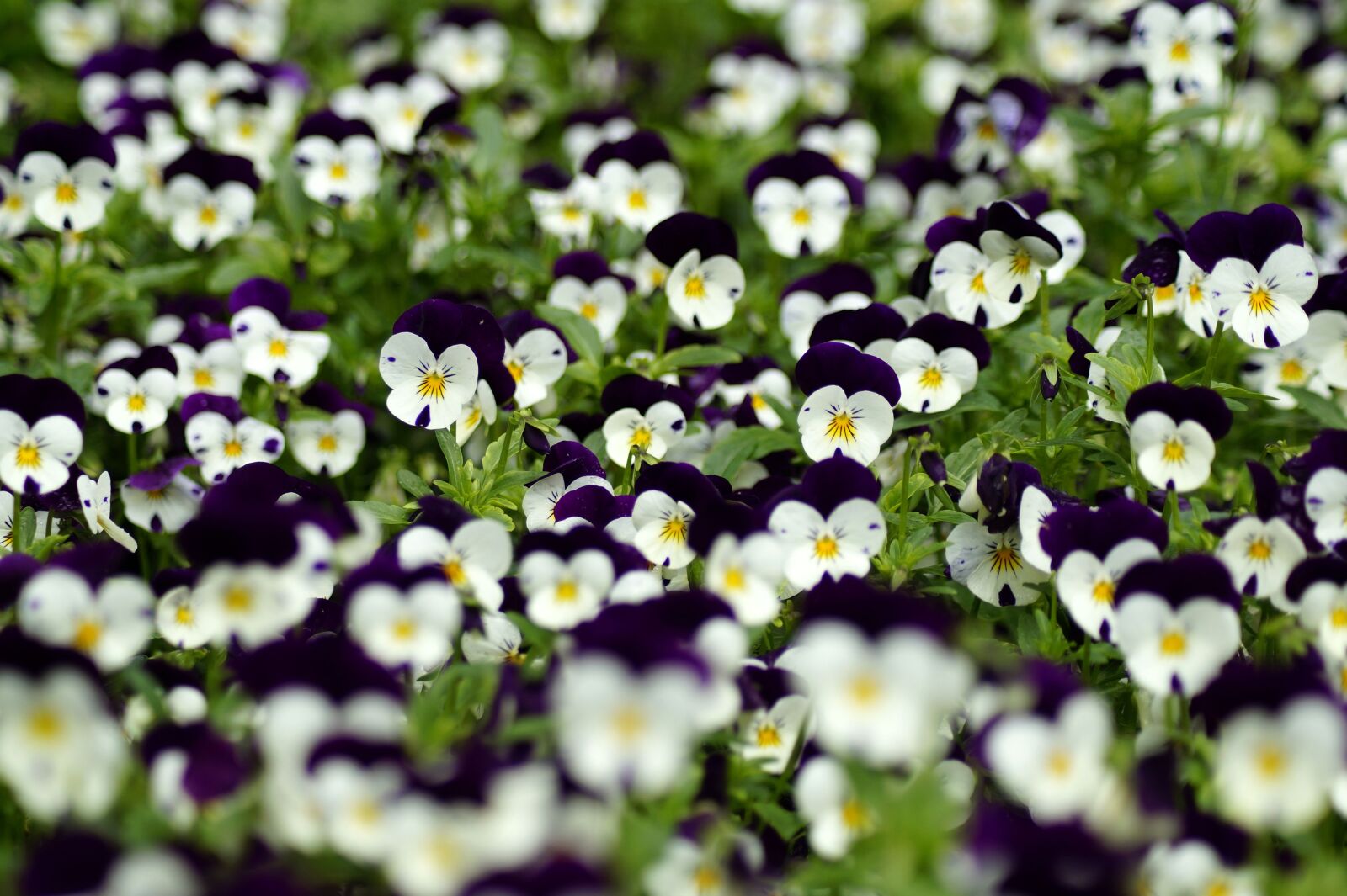 Sony SLT-A58 sample photo. Flowers, pansy, plant photography