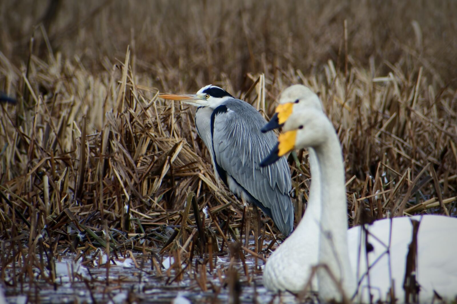 VR 70-300mm f/4.5-6.3G sample photo. Animal, lake, waterside photography