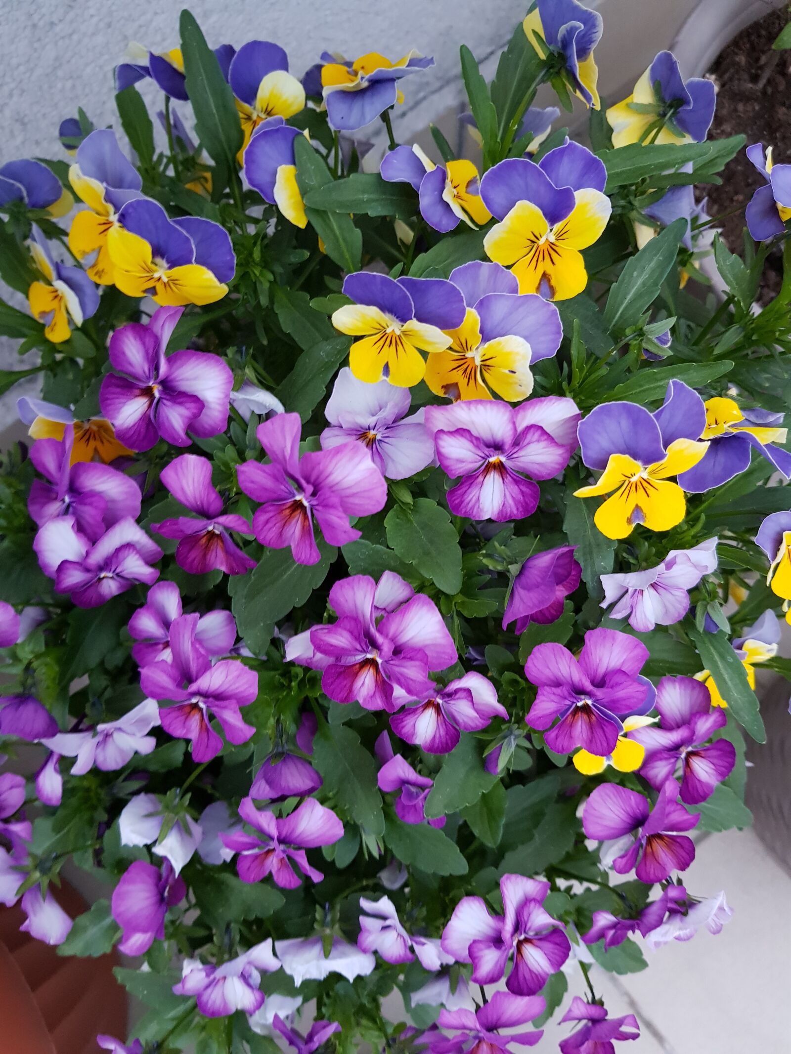 Samsung Galaxy S8 sample photo. Flowers, flower pot, balcony photography