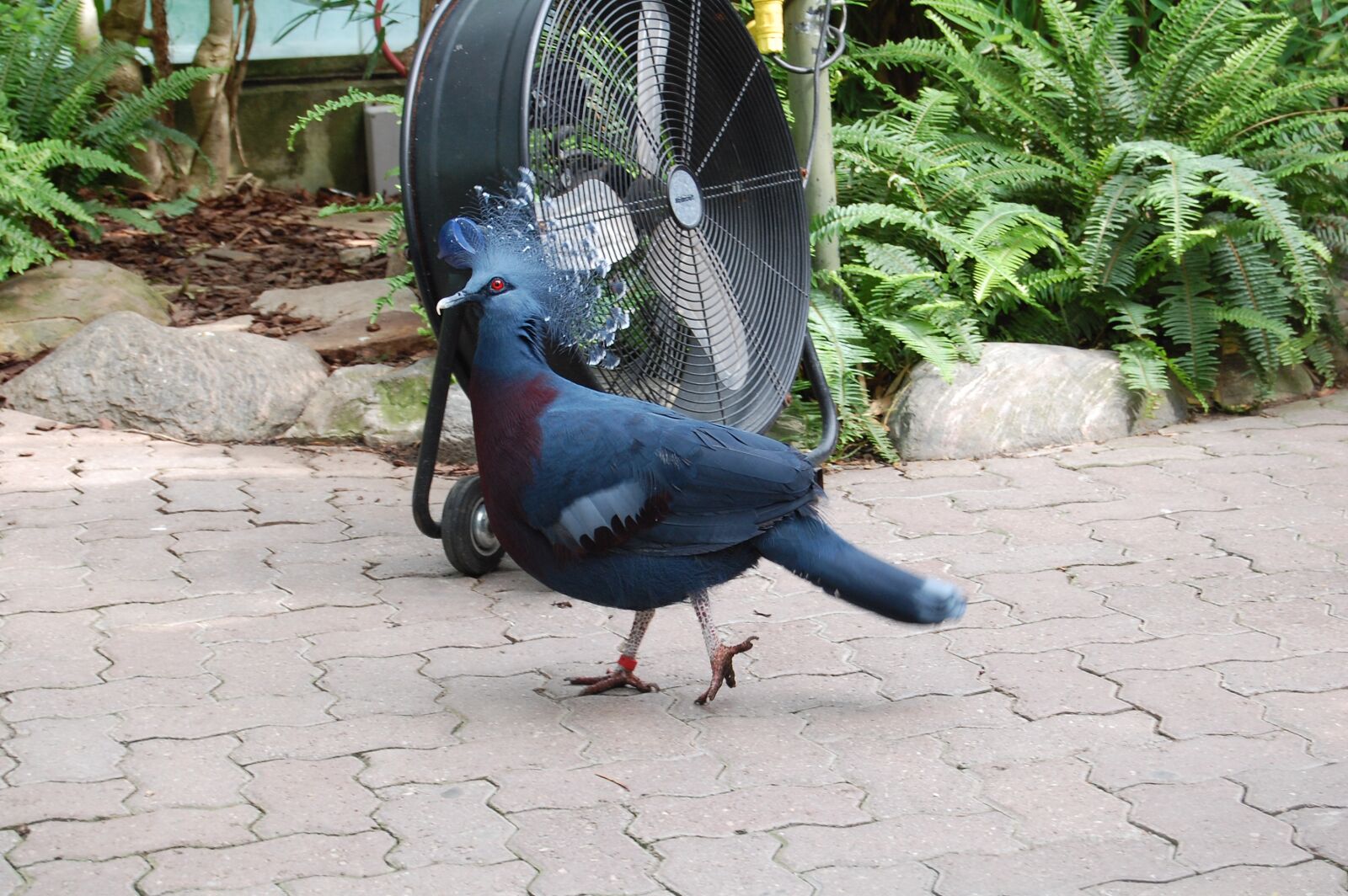 Nikon D40 sample photo. Bird, tropical, zoo photography