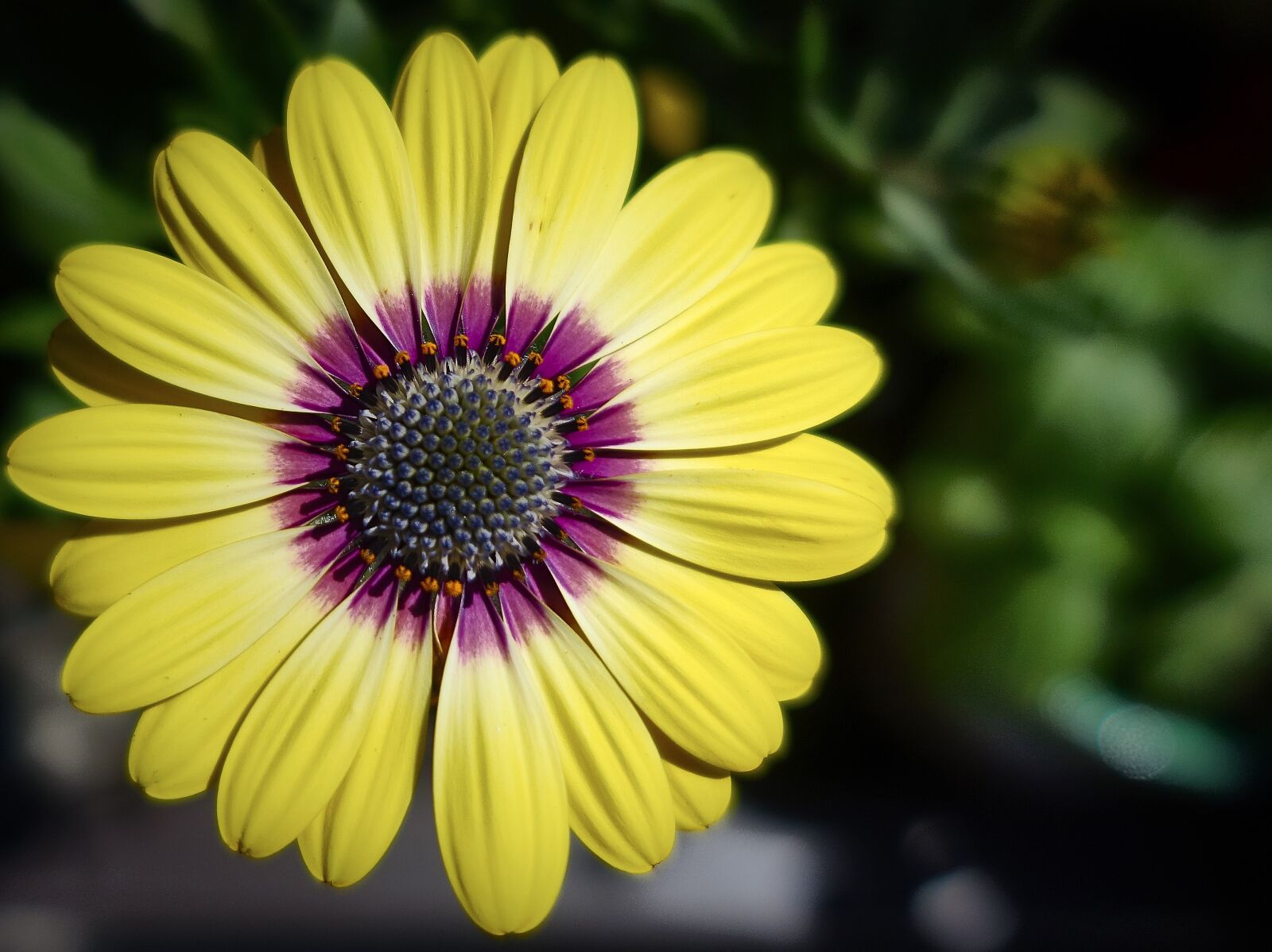 Sony Cyber-shot DSC-RX100 III sample photo. African daisy, flower, garden photography