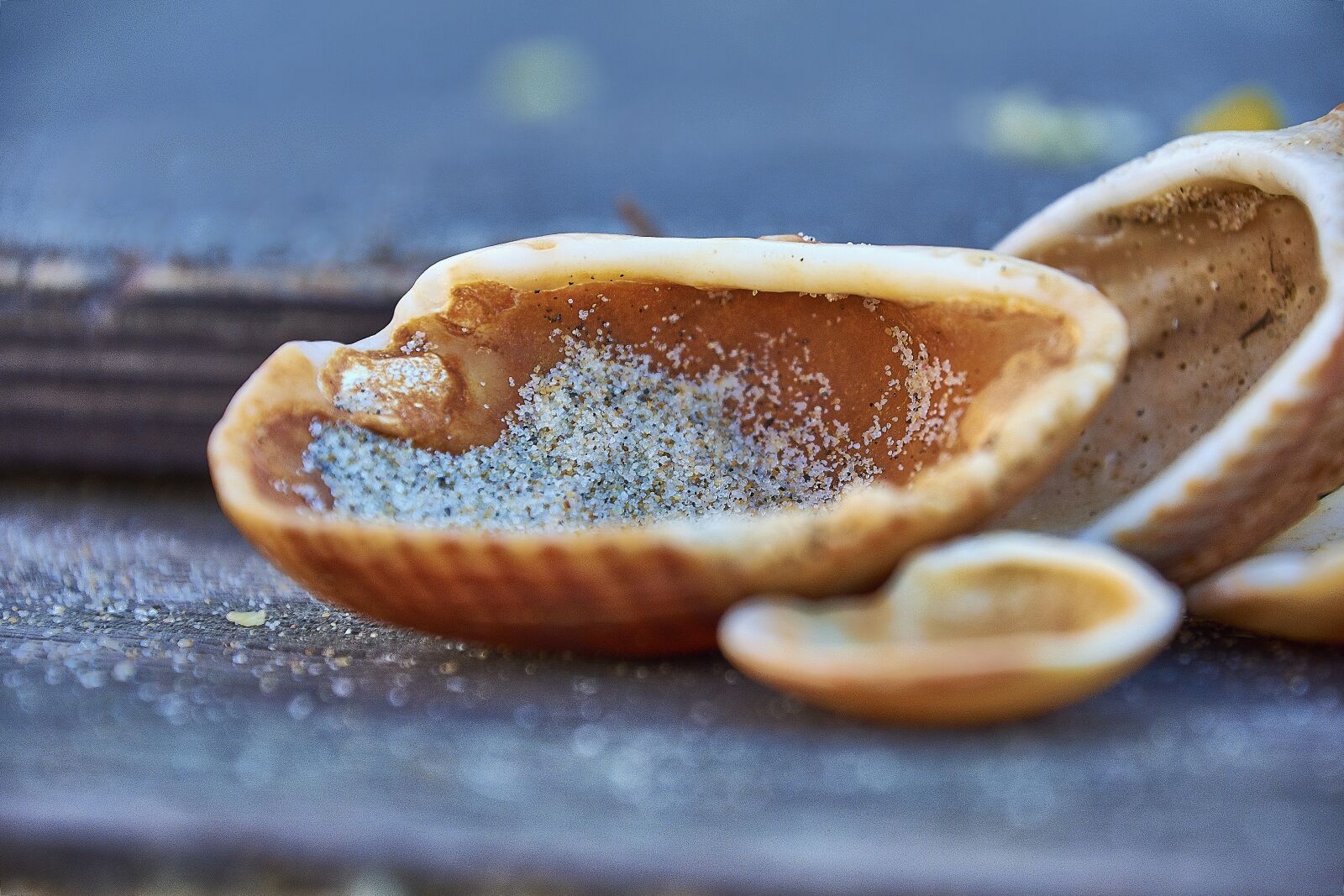 Nikon D7200 sample photo. Seashell, sand, sea photography