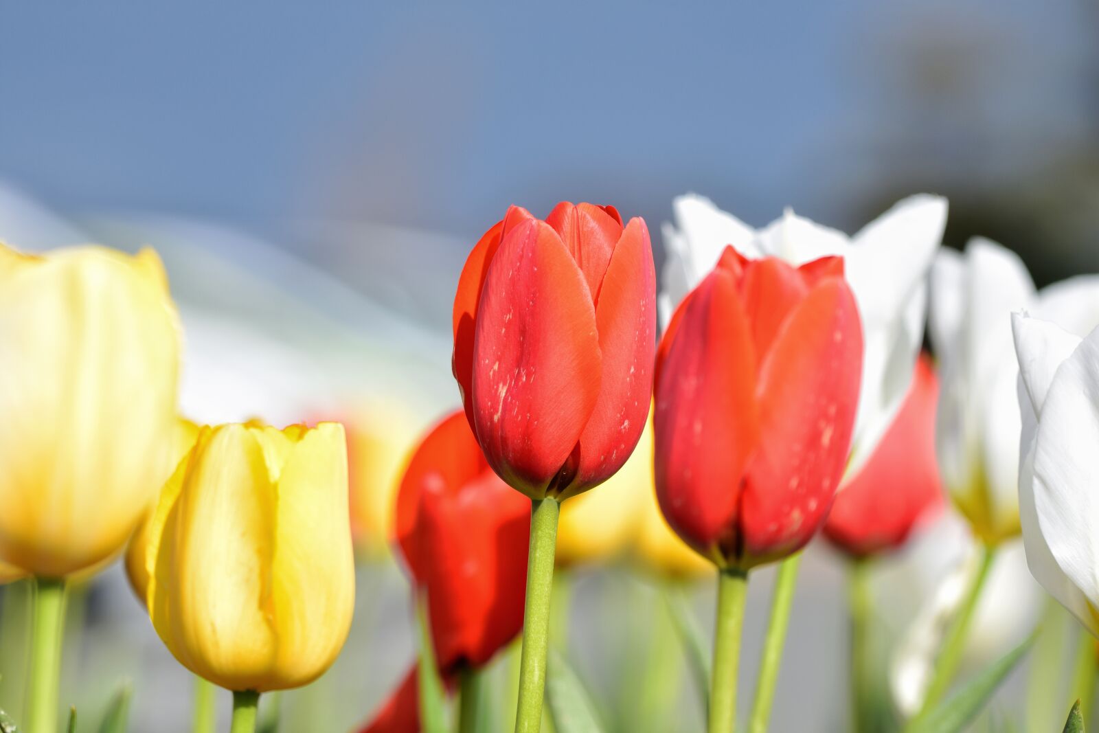Nikon D7200 sample photo. Natural, landscape, plant photography