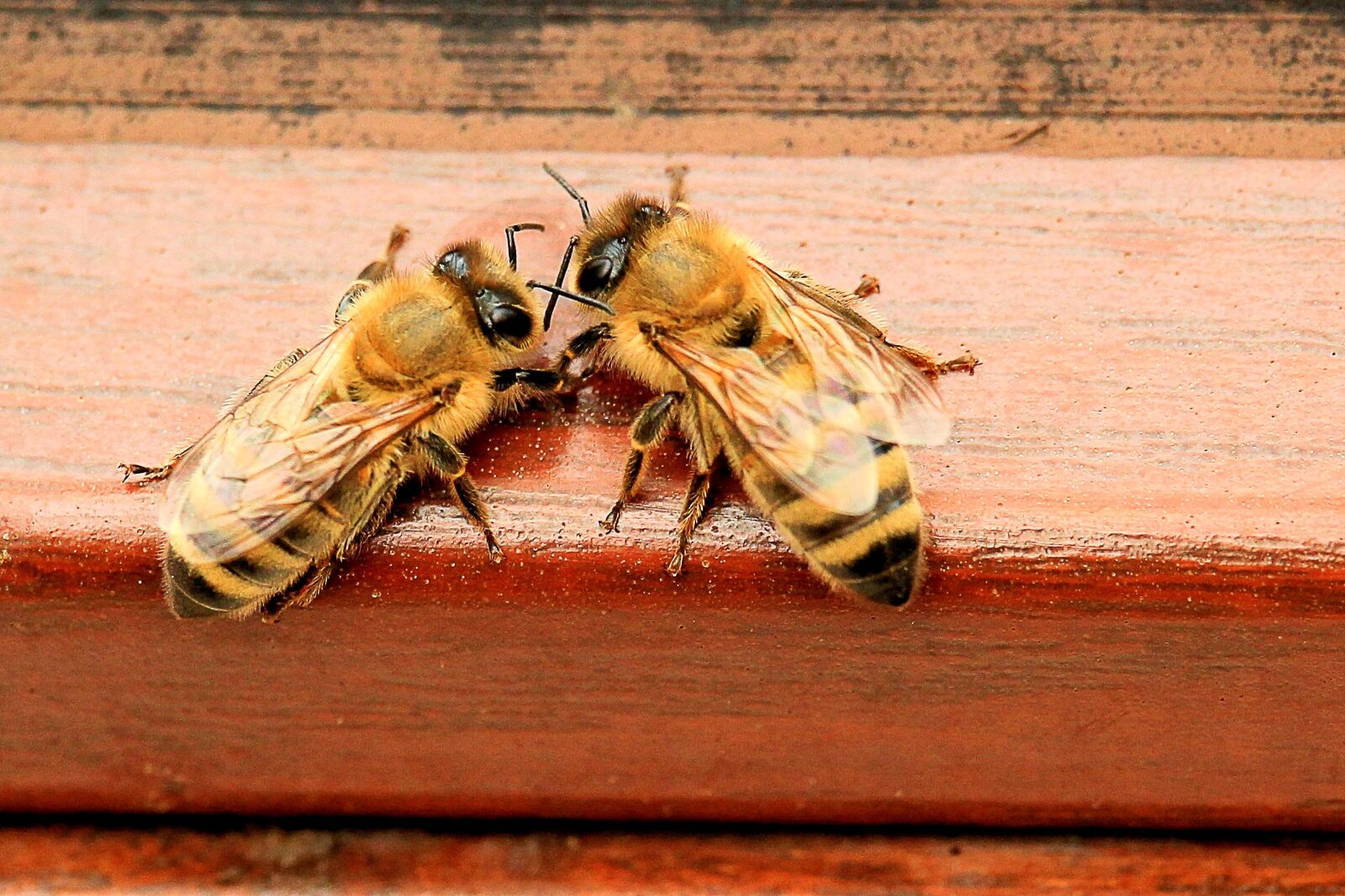 Canon EF-S 55-250mm F4-5.6 IS STM sample photo. Honey bees, beehive, hard photography
