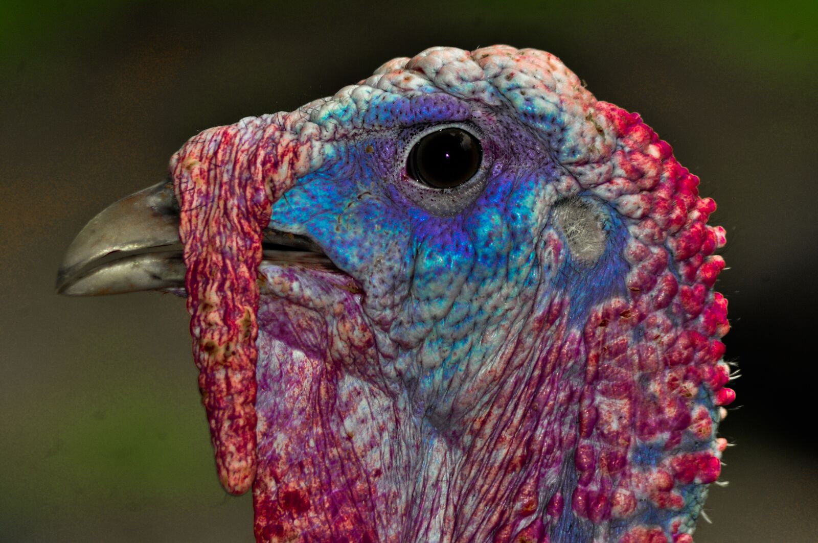 Nikon D5000 sample photo. Turkey, animals, bird photography