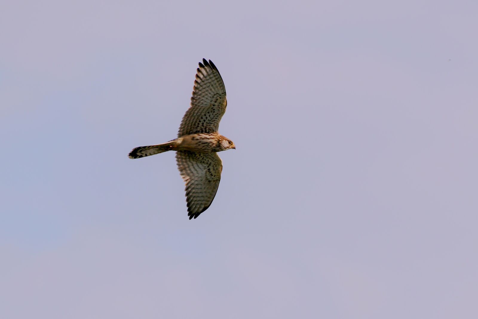 Nikon D500 sample photo. Valk, bird of prey photography