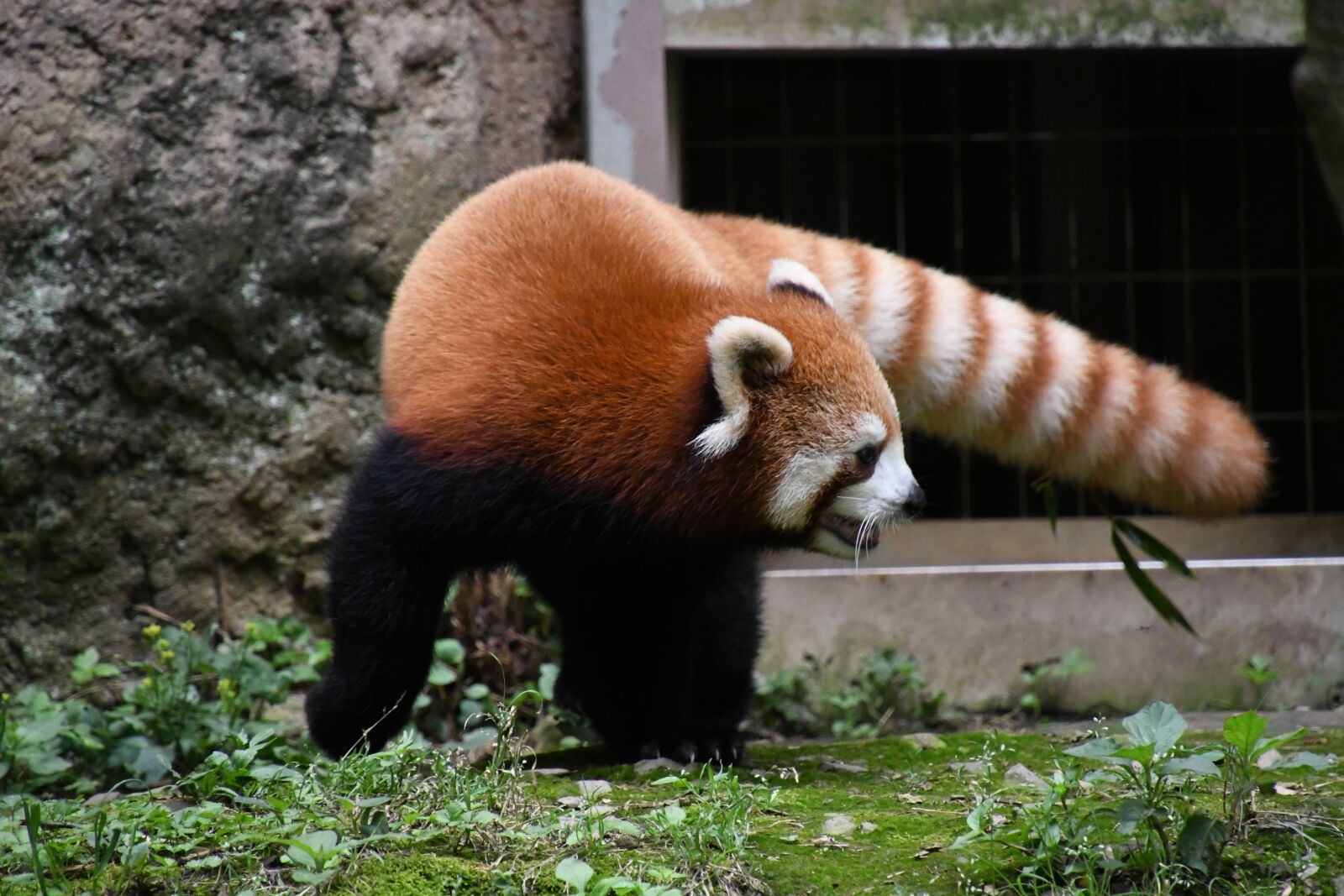 Nikon D7500 sample photo. Redpanda, animal, zoo photography