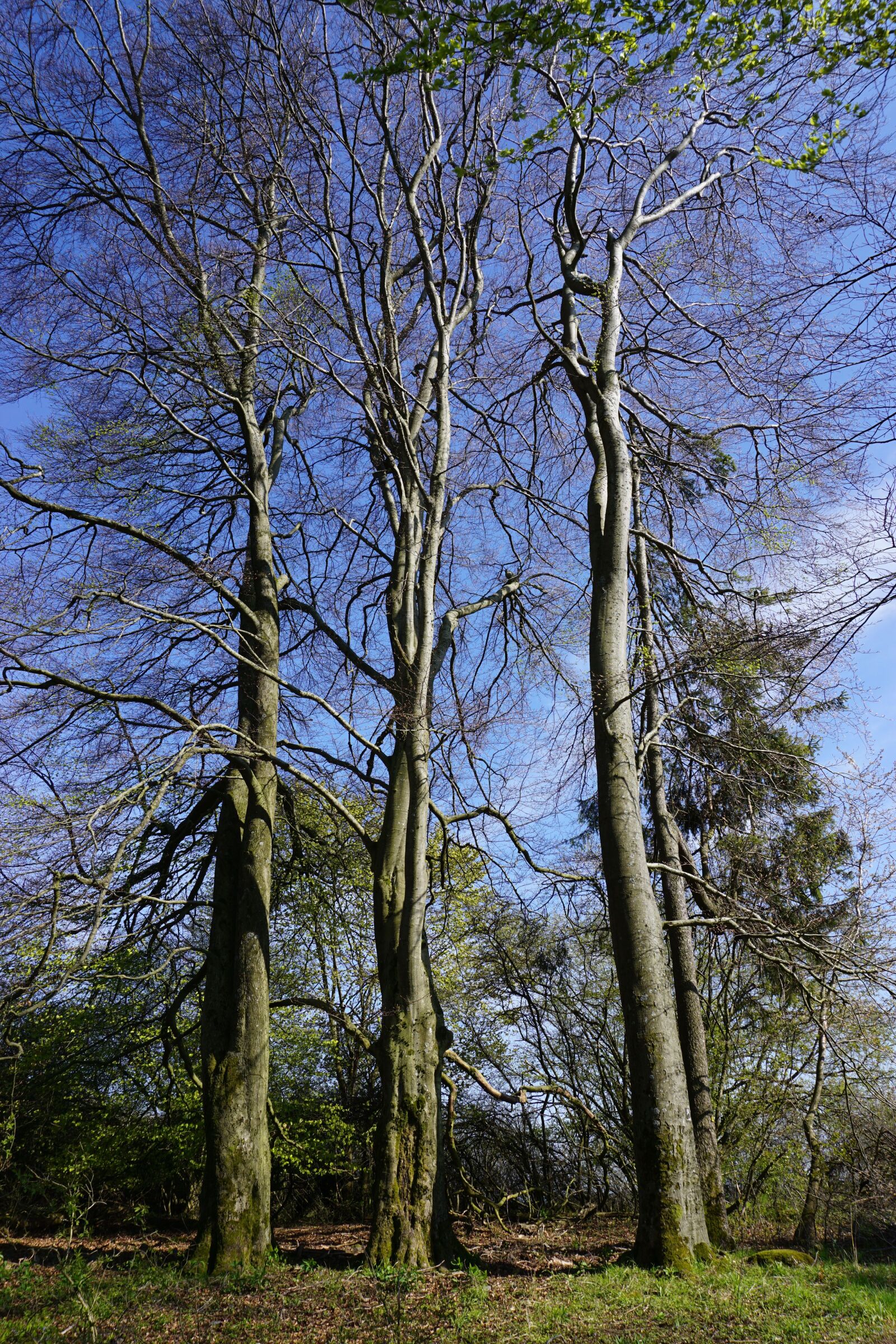 Sony a6000 sample photo. Trees, nature, landscape photography