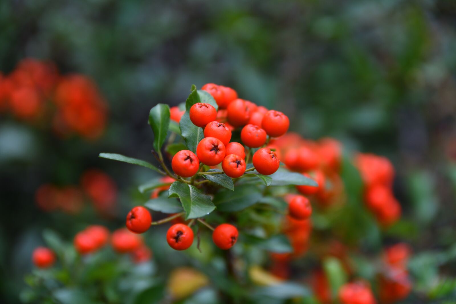 Nikon D500 sample photo. Rowan, plant, blooms photography