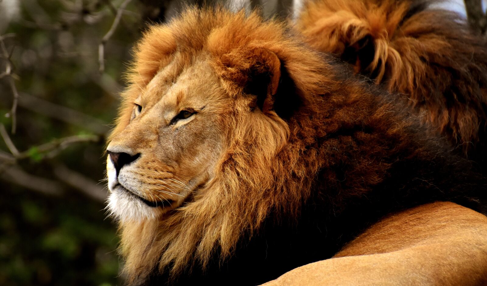 Nikon D7200 sample photo. Lion, predator, dangerous photography