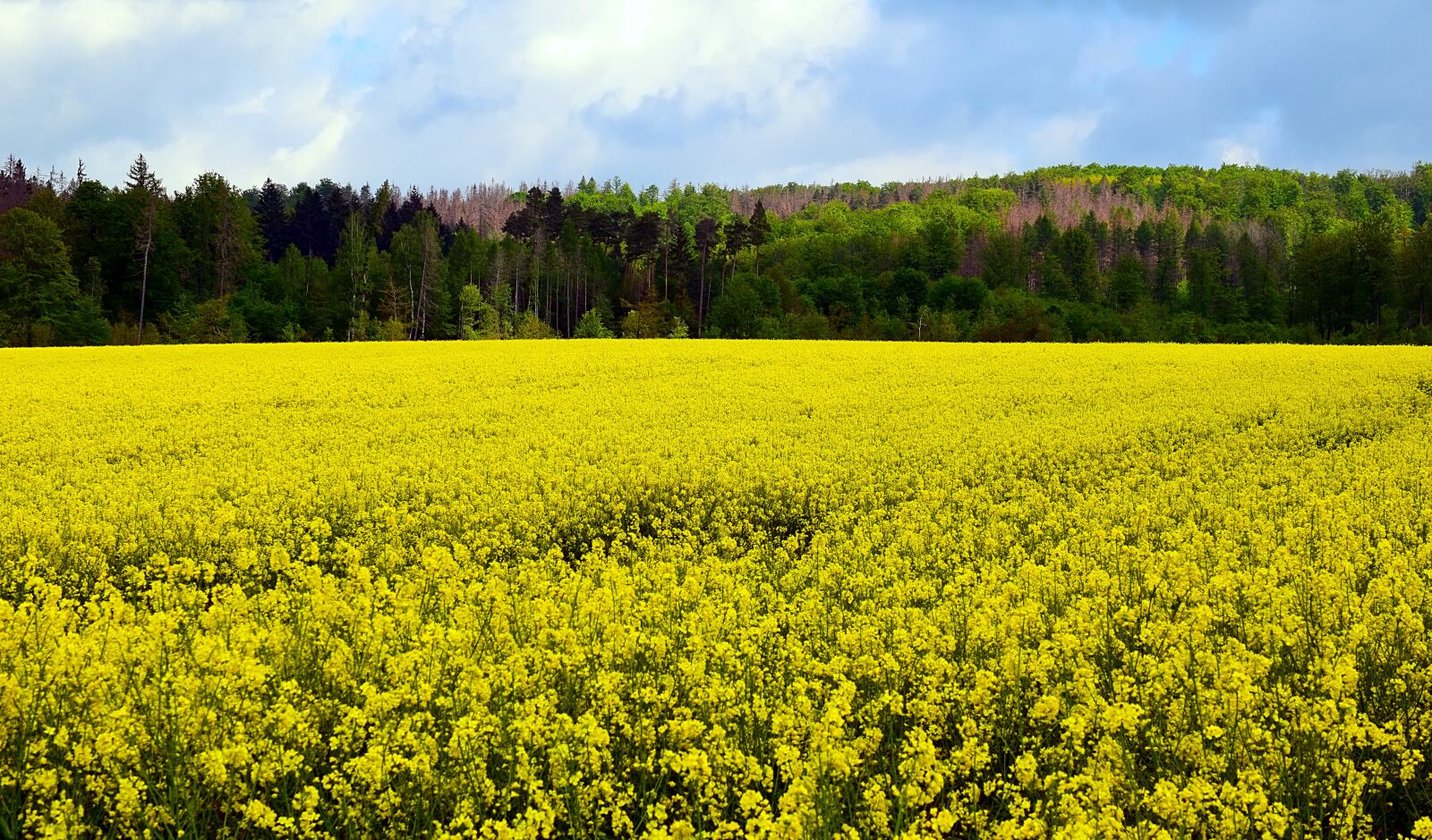 Nikon D3300 sample photo. Oilseed rape, blossom, bloom photography