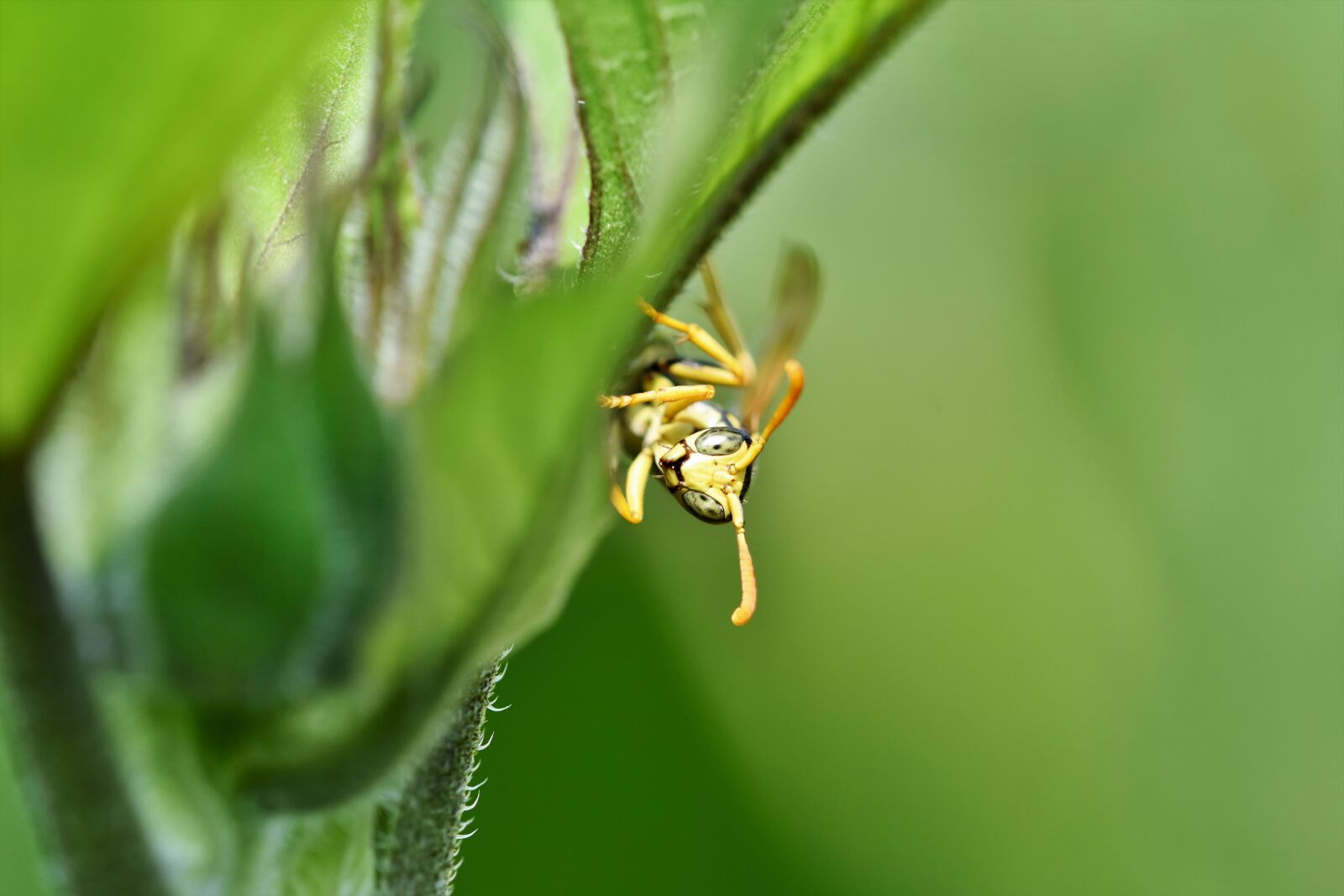 Nikon D7200 sample photo. Wasp, insect, sting photography