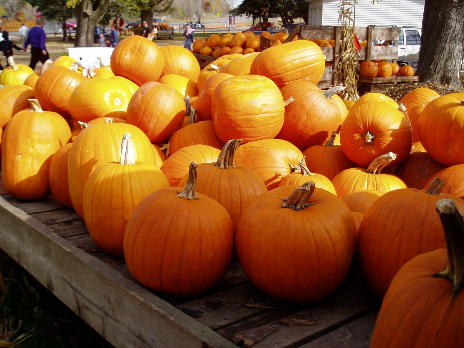 Olympus u10D,S300D,u300D sample photo. Pumpkins, fall, garden photography