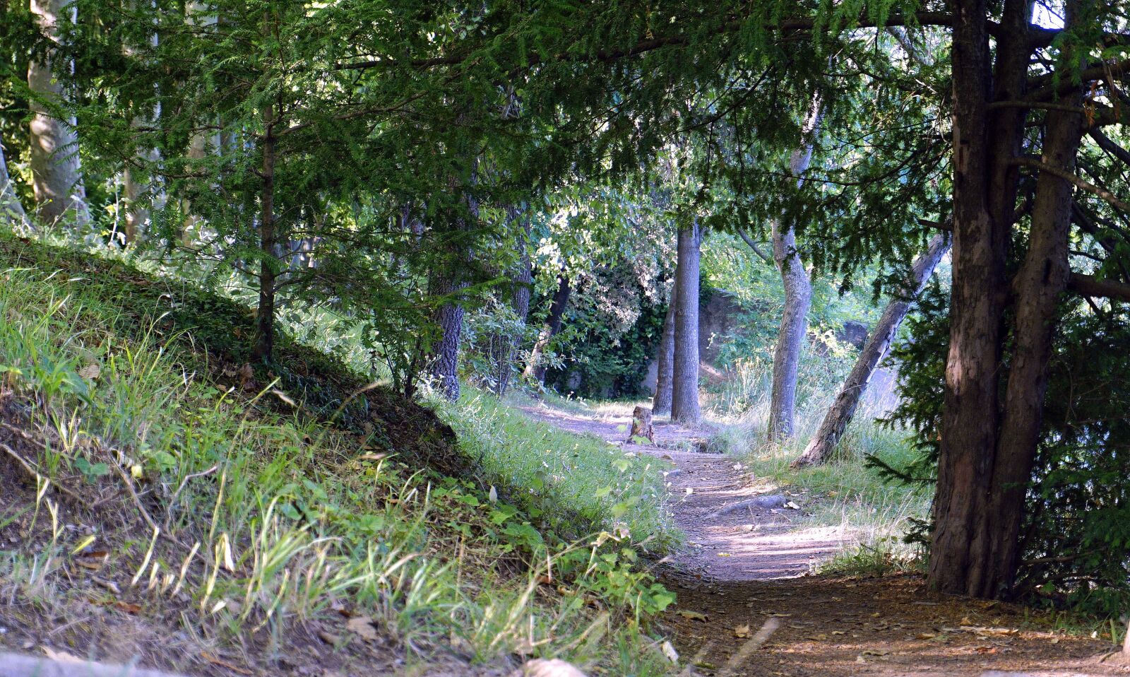 Sony a6000 sample photo. Trail, path, landscape photography