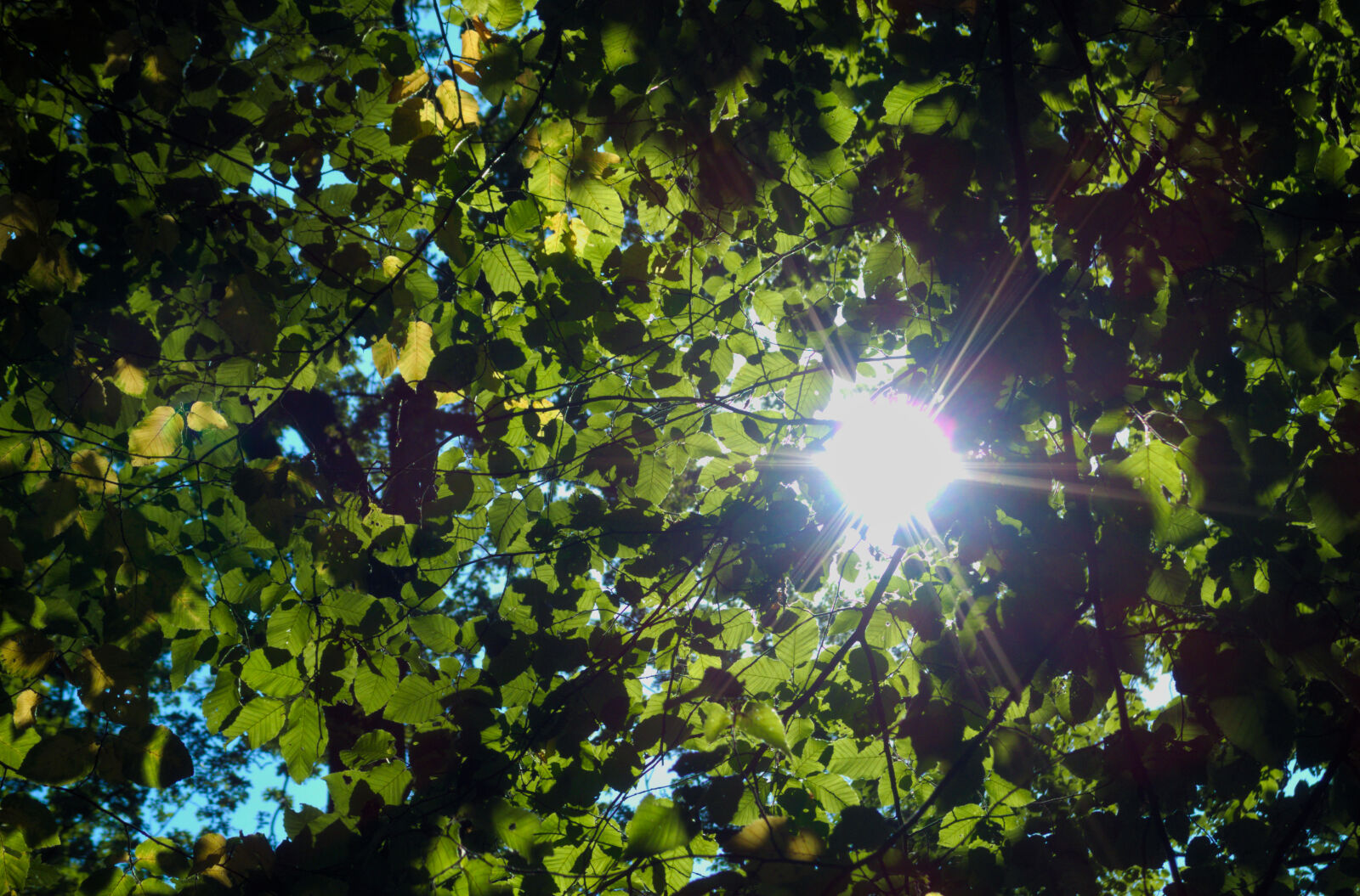 PENTAX RICOH IMAGING PENTAX MX-1 sample photo. Leaves, summer, sun photography