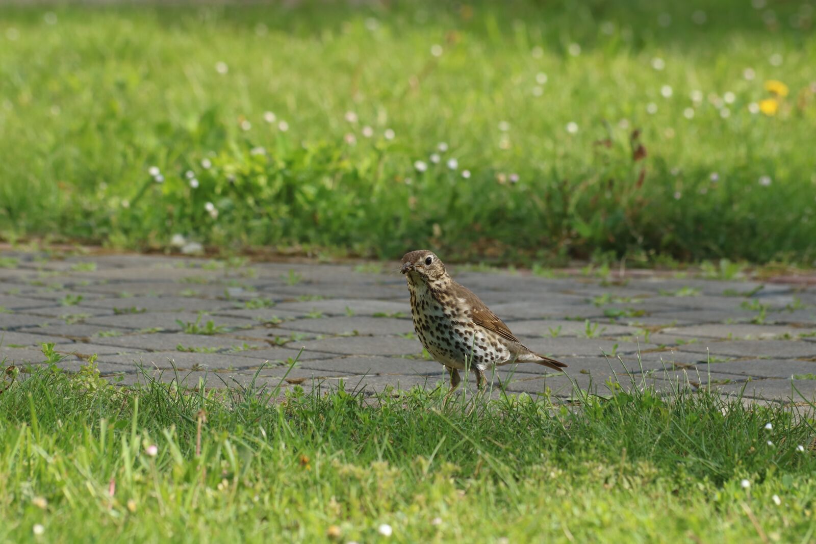 Canon EOS 750D (EOS Rebel T6i / EOS Kiss X8i) + Canon EF 70-300mm F4-5.6 IS USM sample photo. Song thrush, bird, grass photography