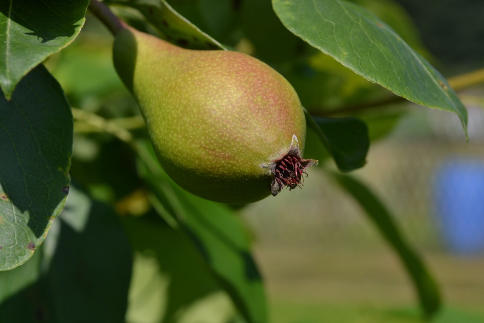 Nikon D3100 sample photo. Leaf, fruit, nature photography