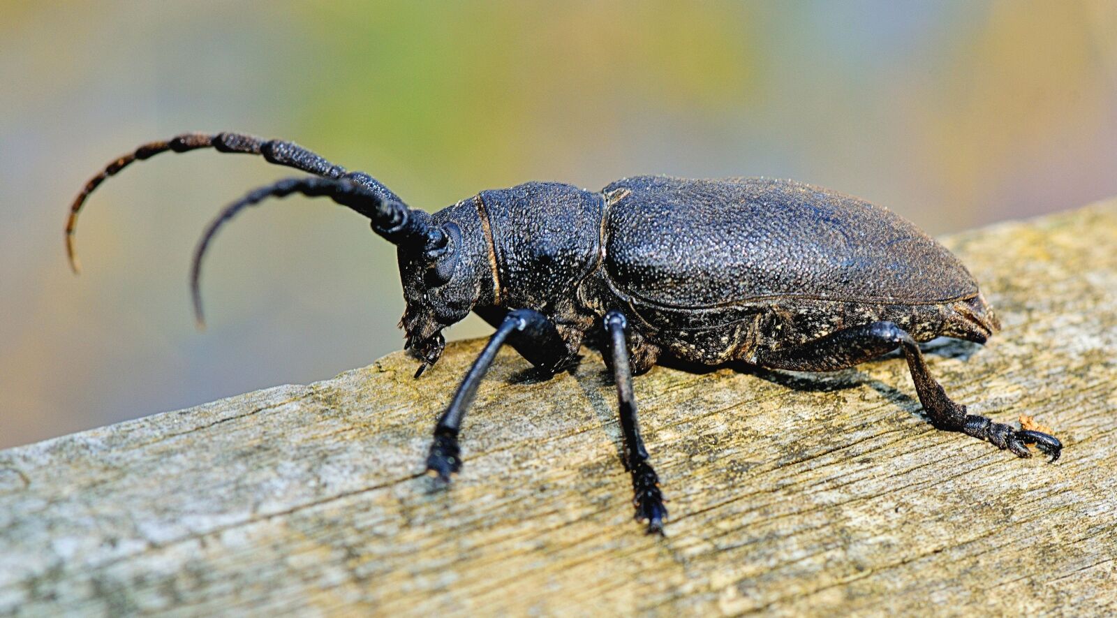Nikon D5300 sample photo. Nature, insect, animals photography