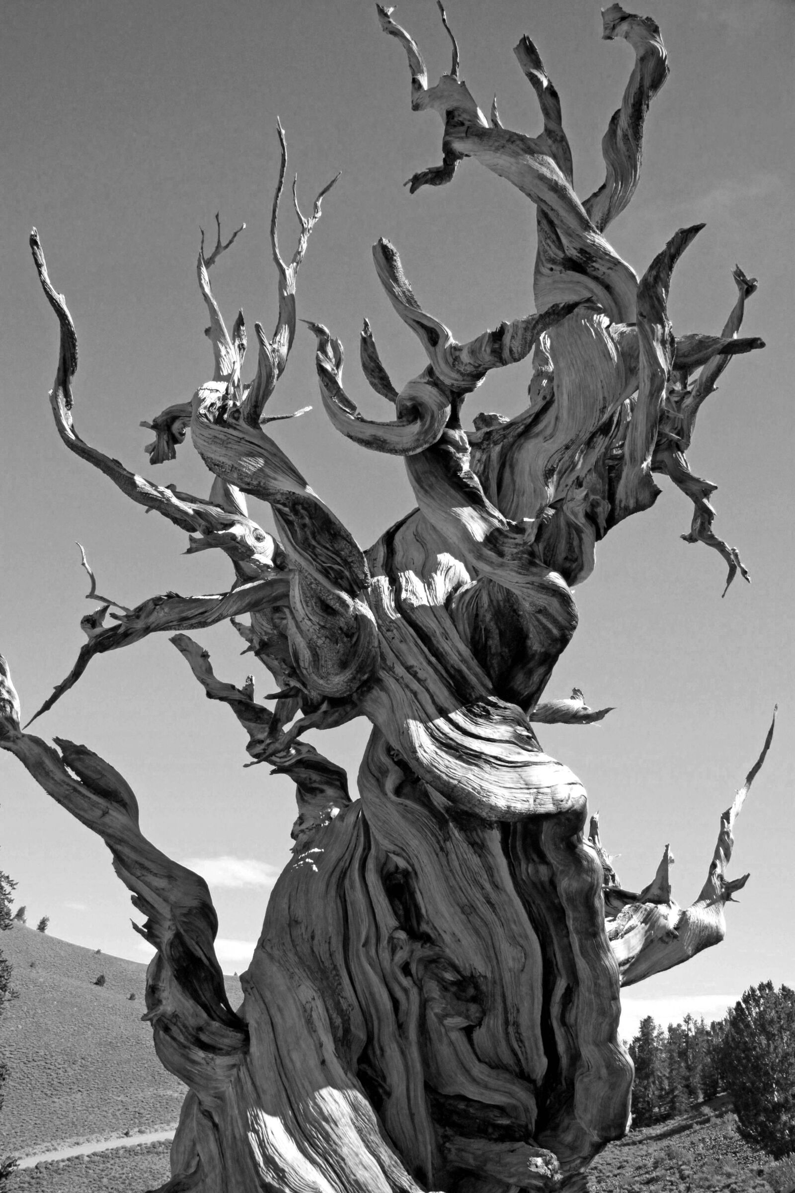 Canon EOS 500D (EOS Rebel T1i / EOS Kiss X3) sample photo. Greyscale, photo, of, dead photography