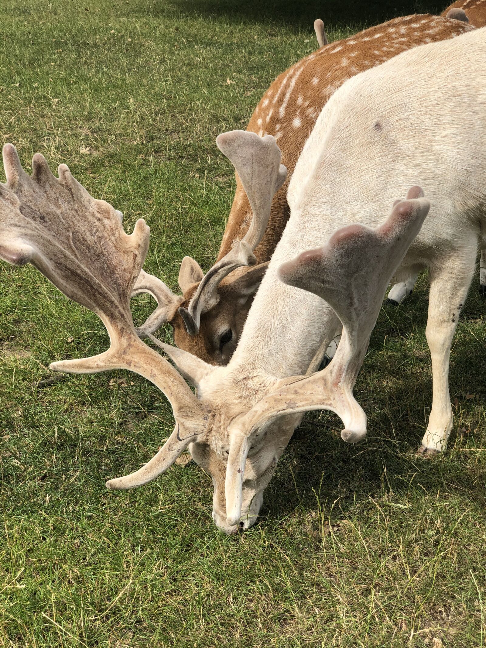 iPhone X back dual camera 6mm f/2.4 sample photo. Deer, antlers, animal photography