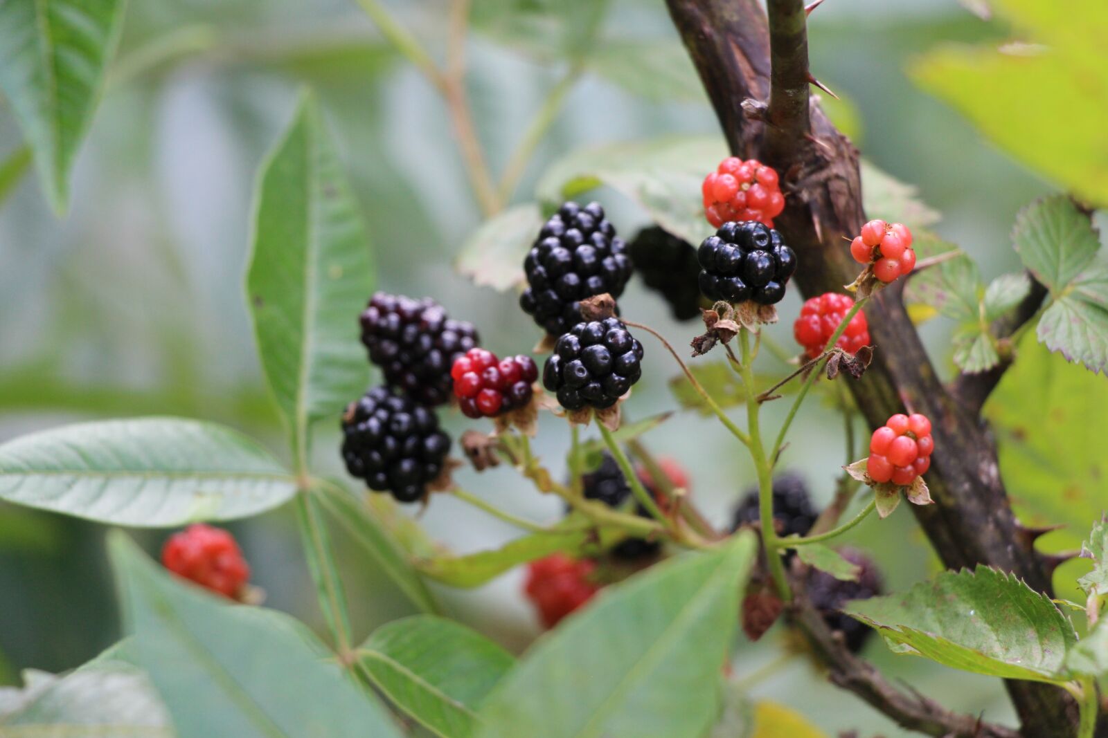 Canon EOS 650D (EOS Rebel T4i / EOS Kiss X6i) sample photo. Blackberry, black, berries photography