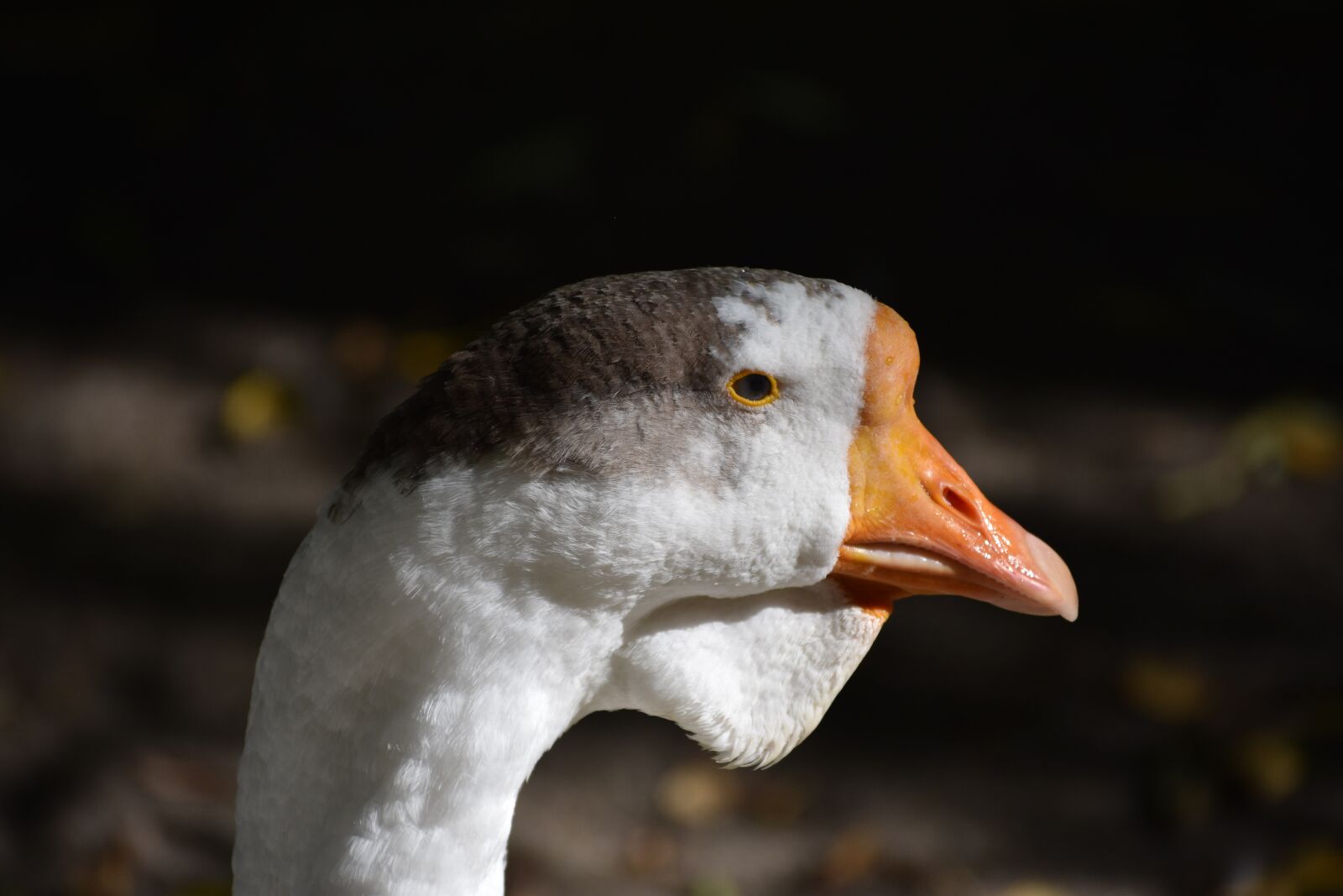 Nikon D3400 sample photo. Goose, portrait, bird photography