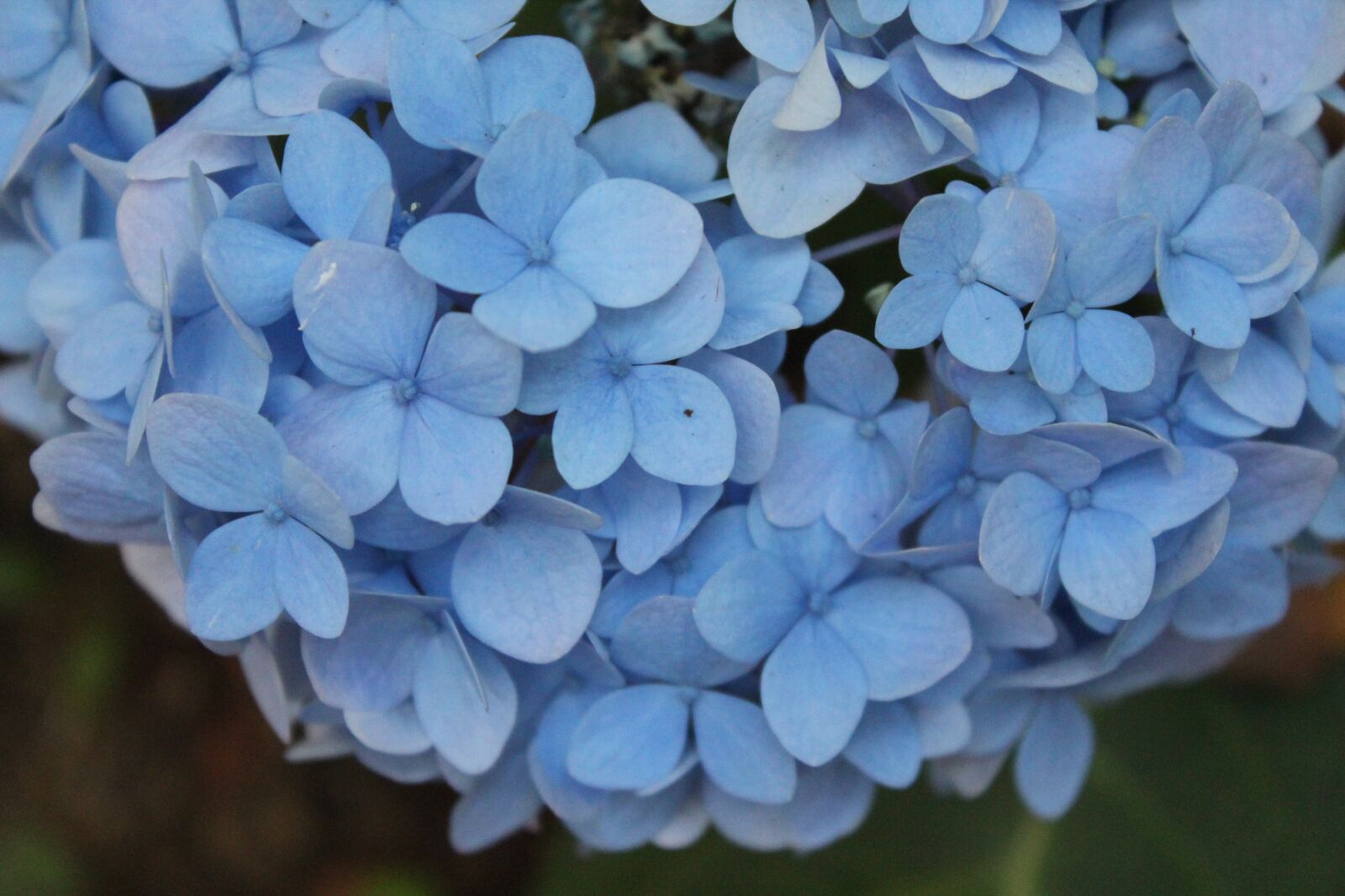Canon EOS 1200D (EOS Rebel T5 / EOS Kiss X70 / EOS Hi) sample photo. Blue, petal, flowers photography