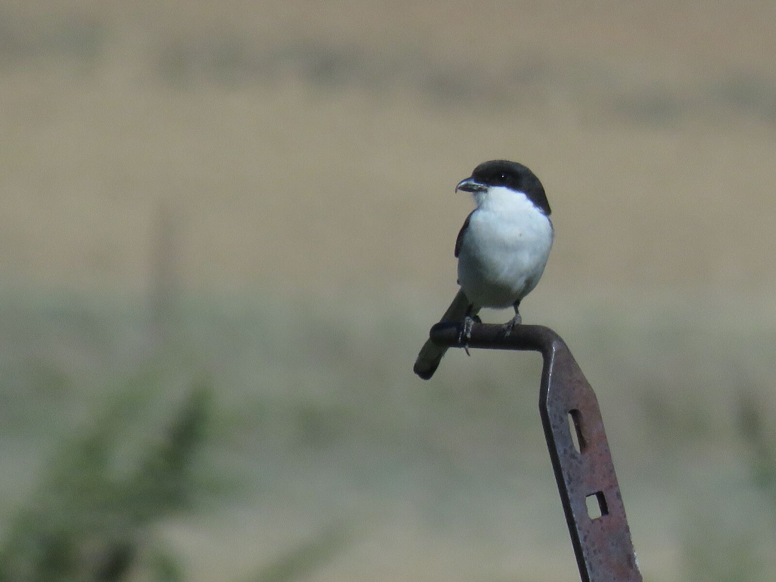 Canon PowerShot SX60 HS sample photo. Shrike, bird of prey photography