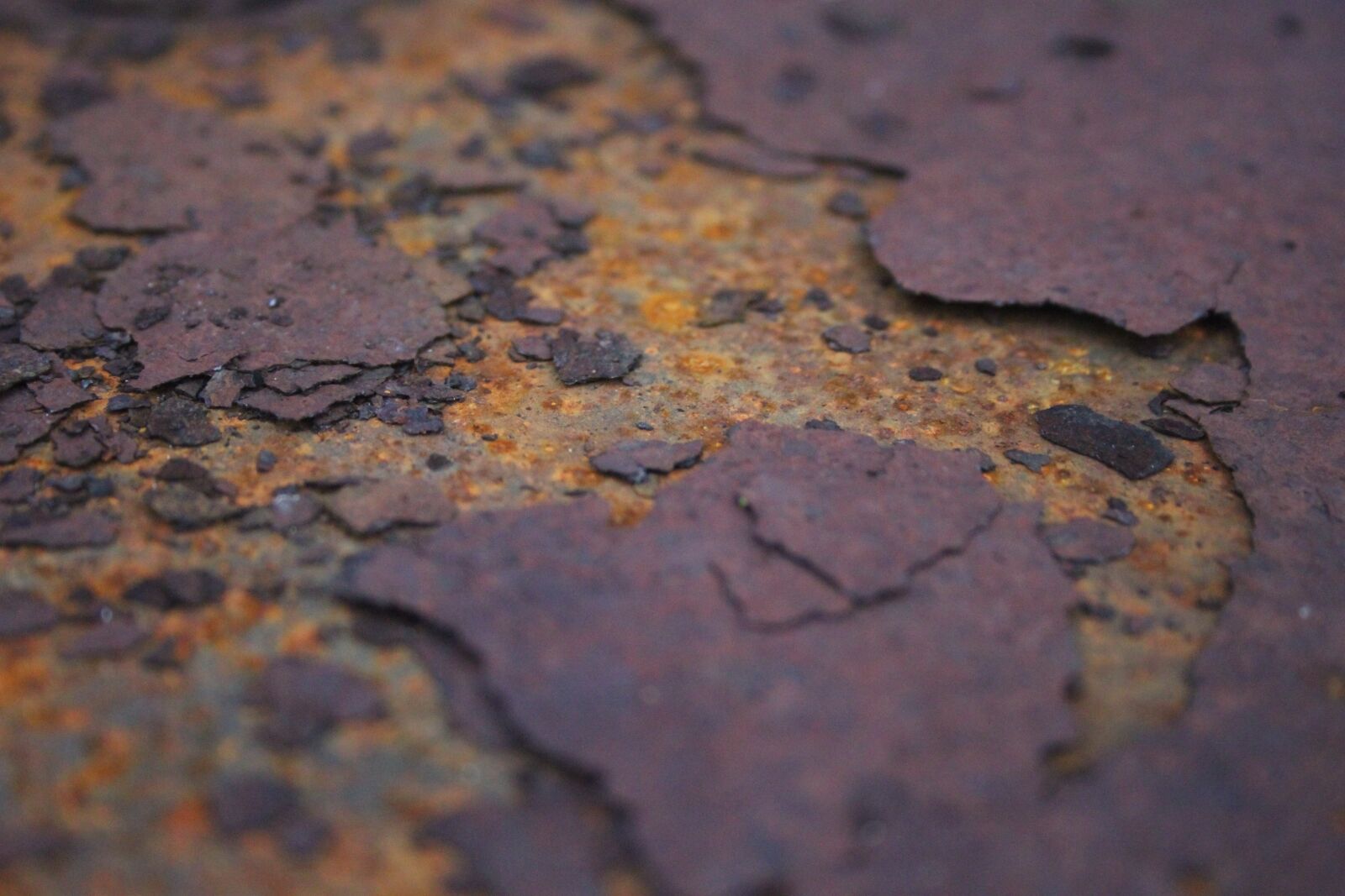 Canon EOS 500D (EOS Rebel T1i / EOS Kiss X3) sample photo. Rust, garden, metal photography